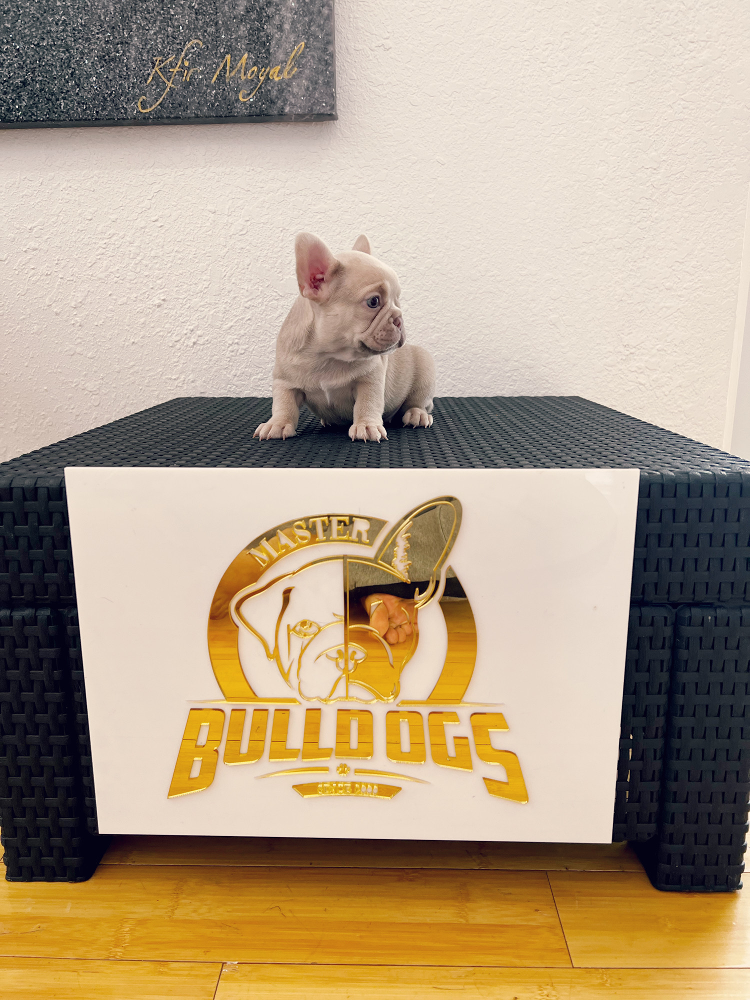 French bulldog Lilac merle isabella carrier female princess - 8