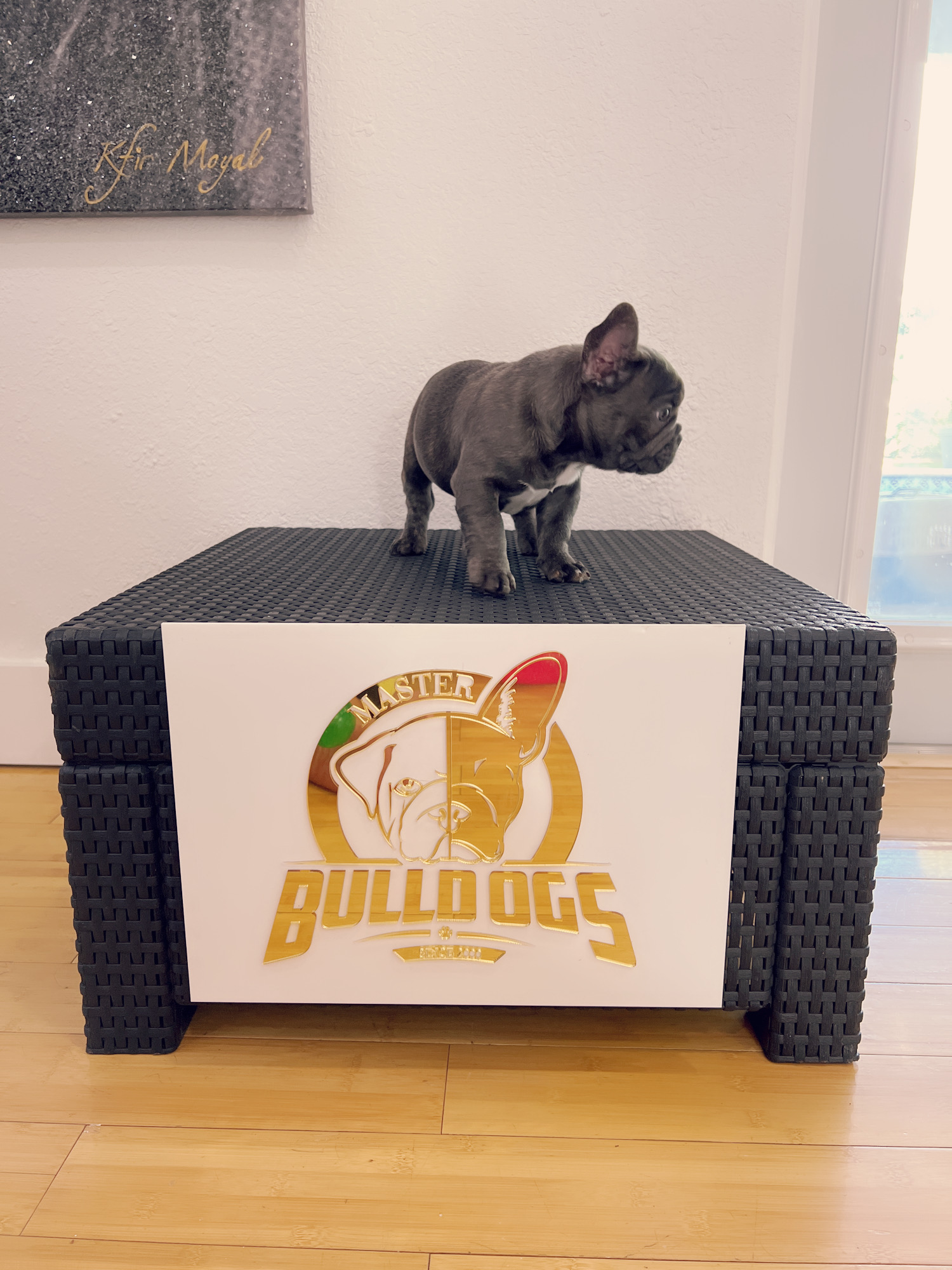 Lilac fawn Isabella carrier male Coco - 4