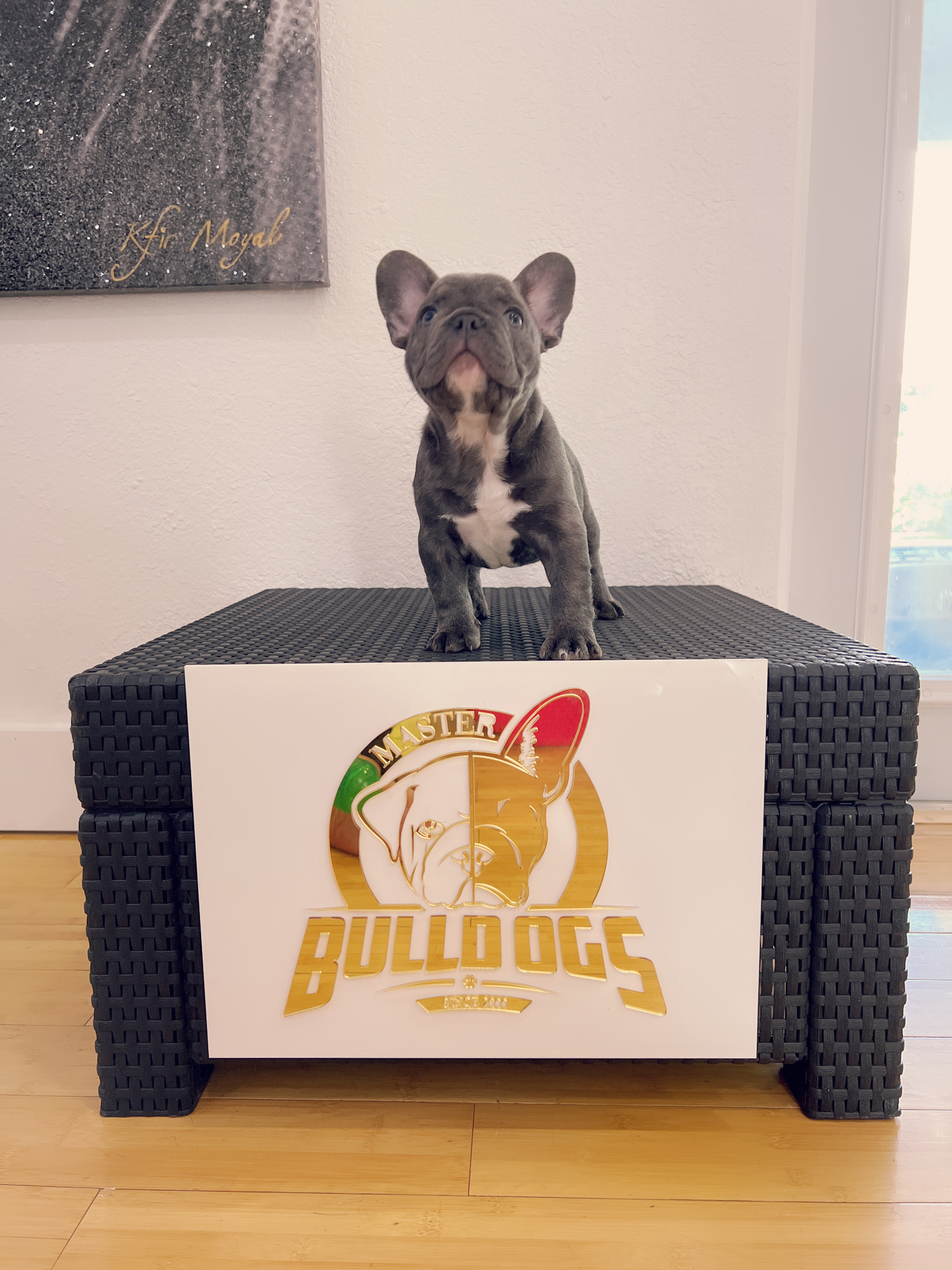 Lilac fawn Isabella carrier male Coco