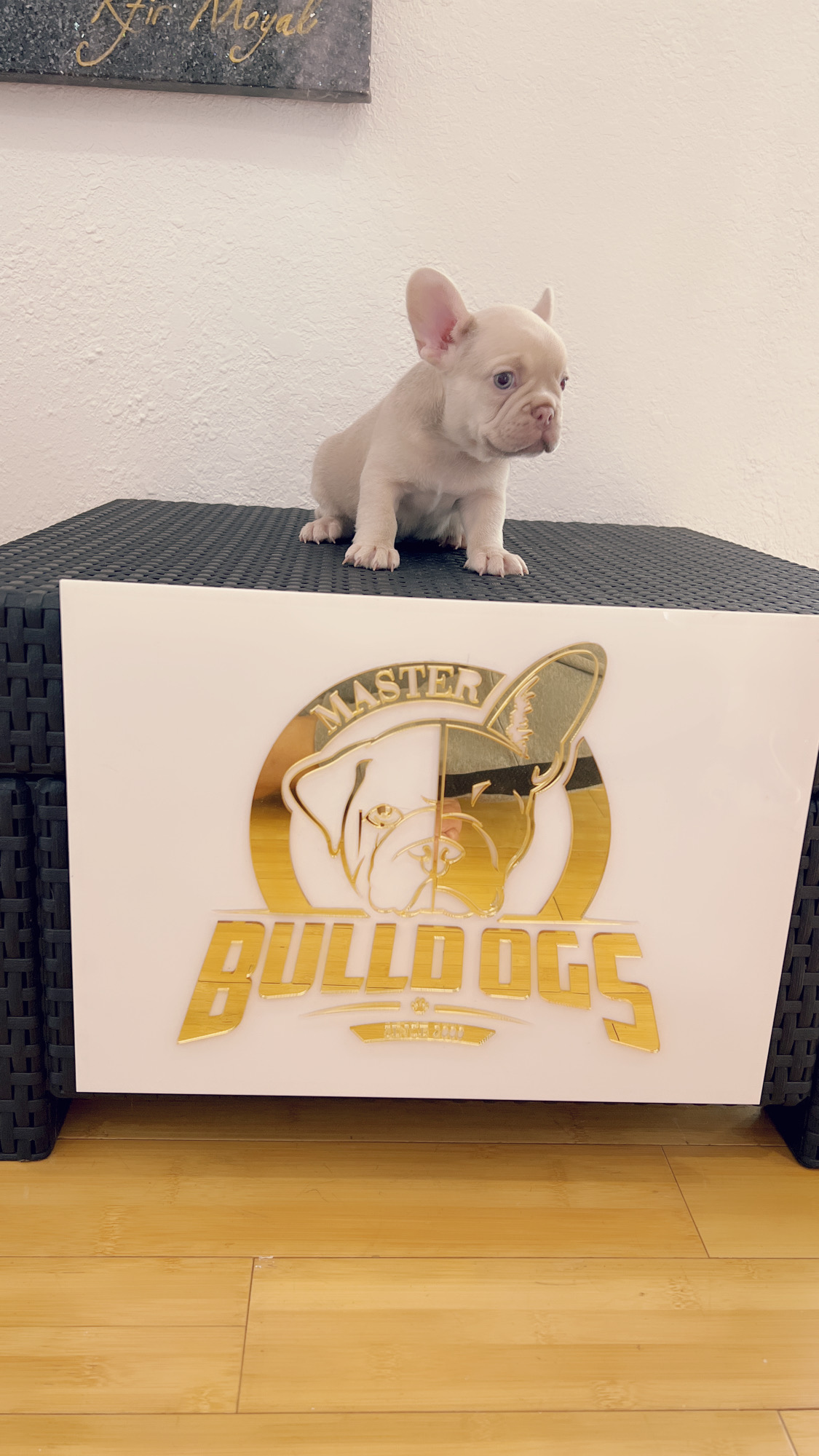 French bulldog Lilac merle isabella carrier female princess - 3