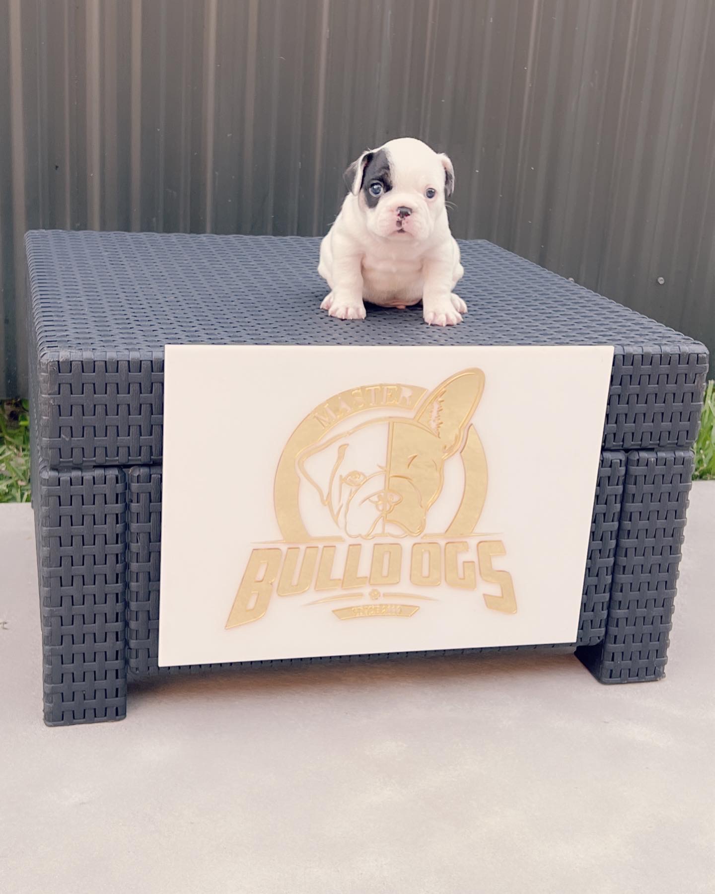 English bulldog lilac tree male Master bulldog Maluma - 4