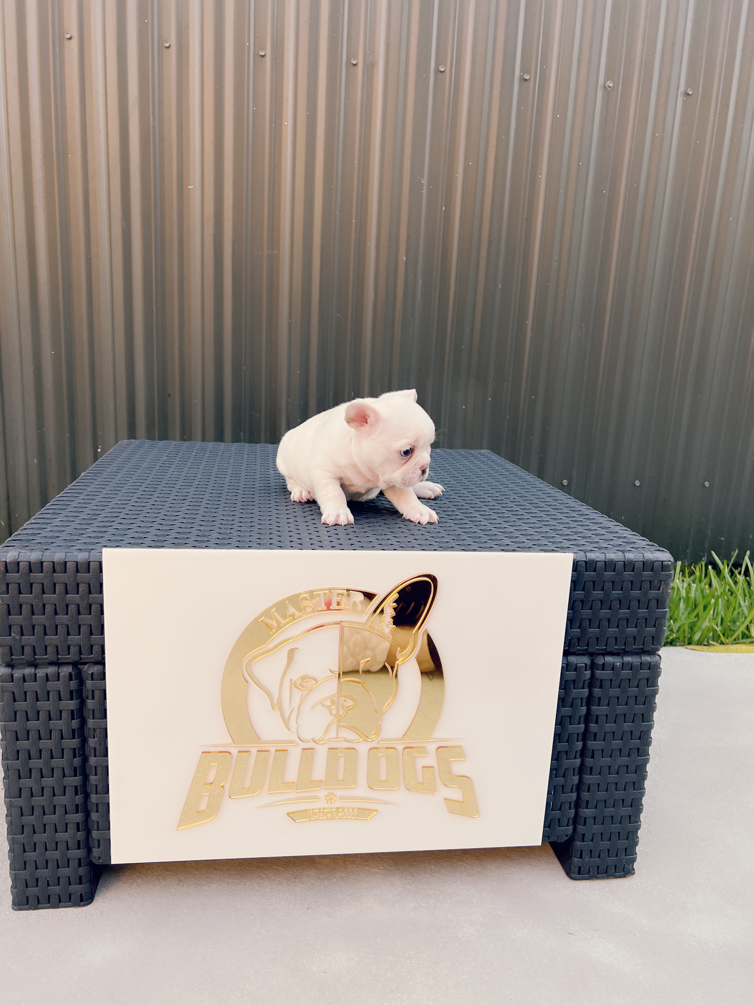 Beautiful french bulldog blue Isabella carrier male - 5