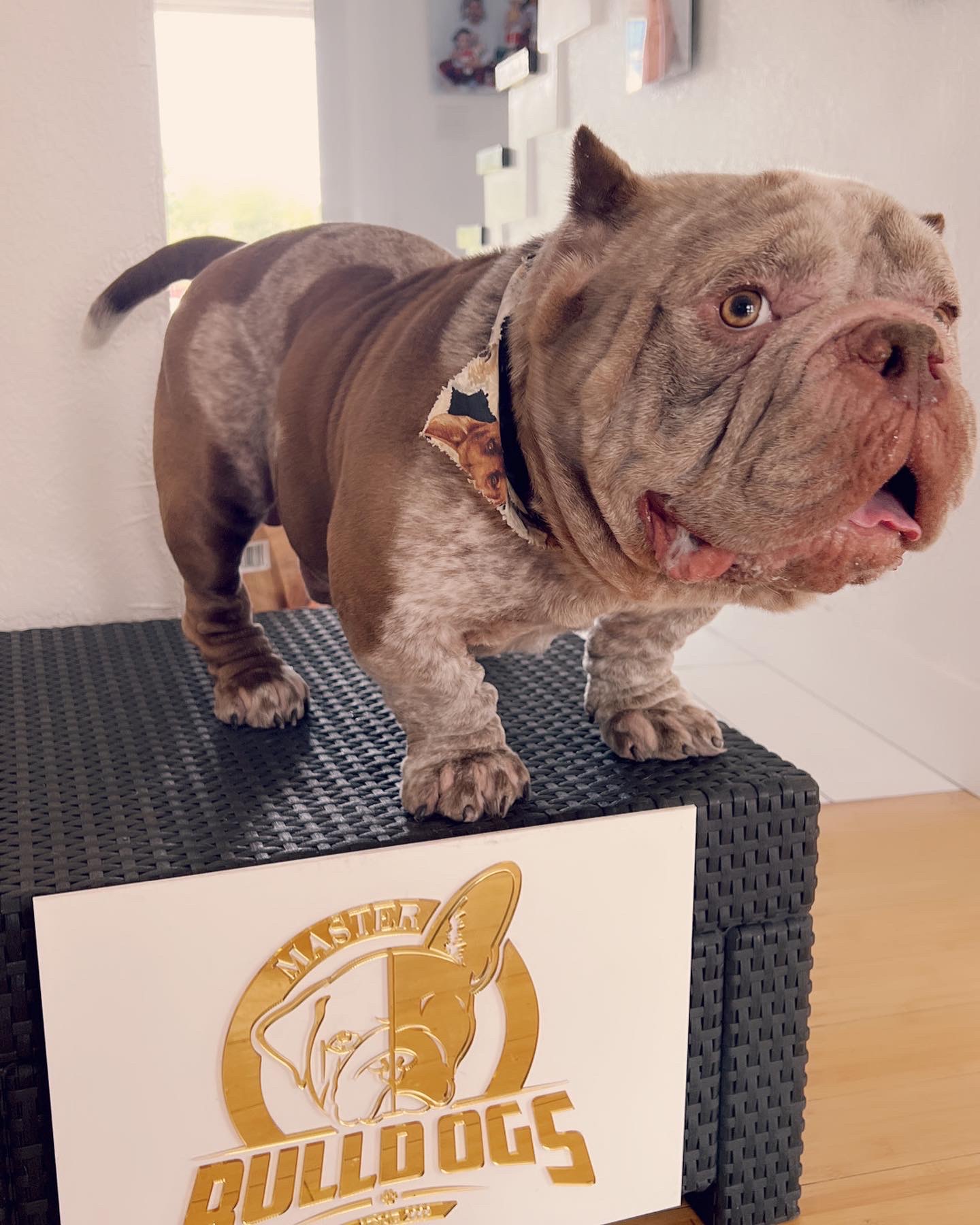 Frenchie male now master bulldogs Pepe - 6