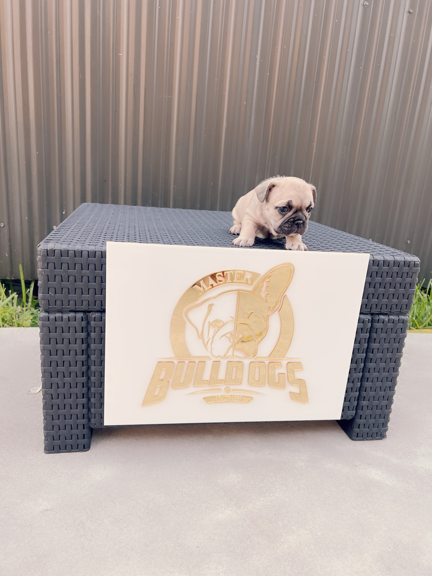 Beautiful french bulldog blue Isabella carrier male - 12