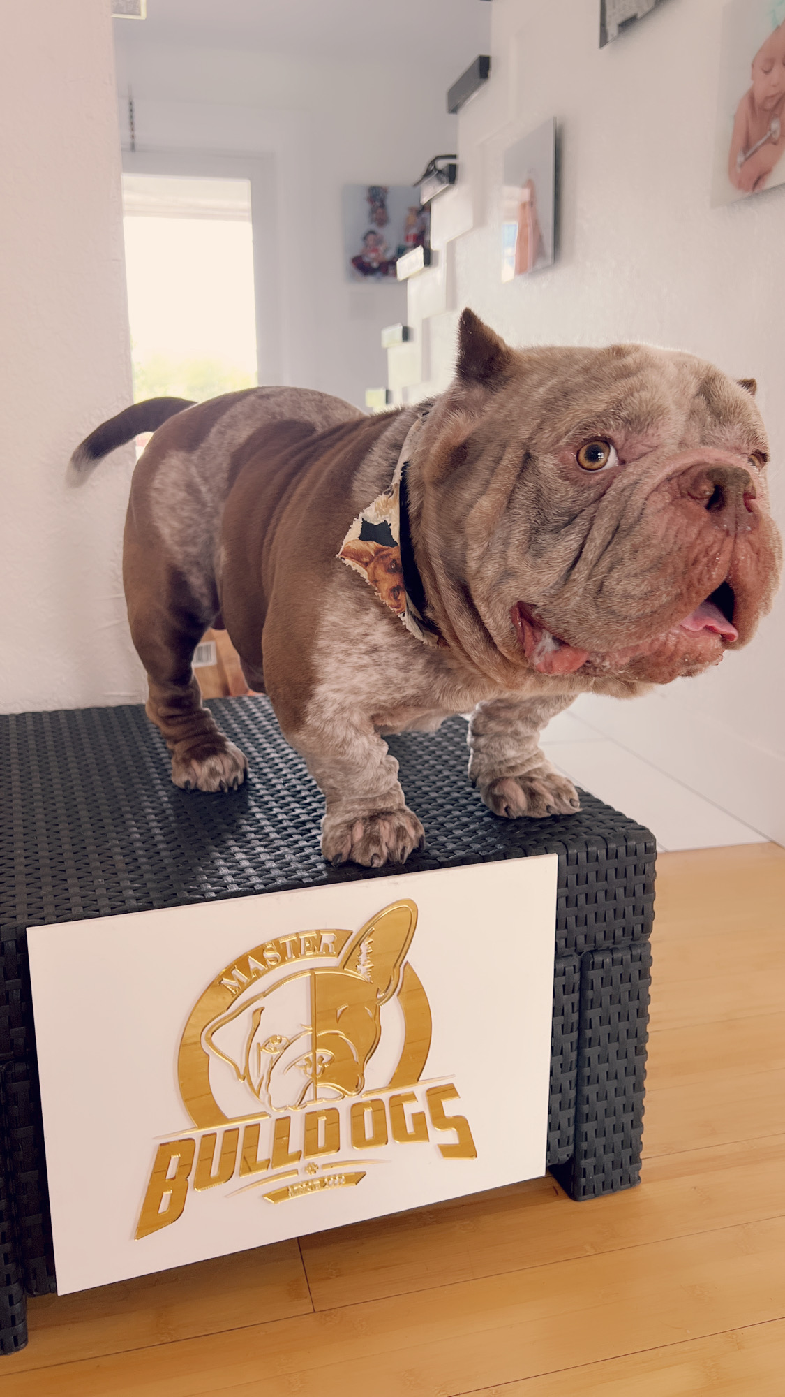 Frenchie male now master bulldogs Pepe - 3