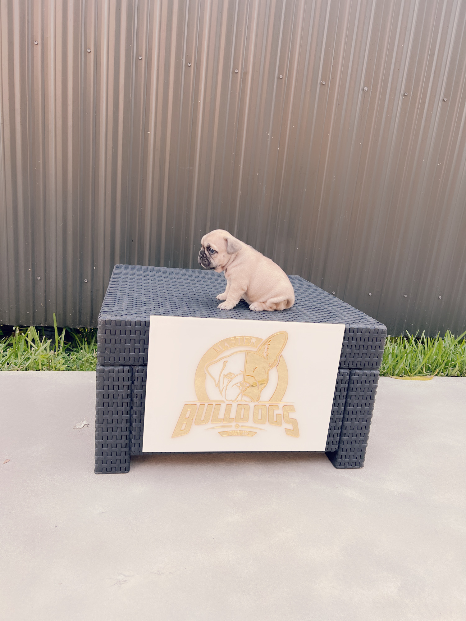 Beautiful french bulldog blue Isabella carrier male - 11