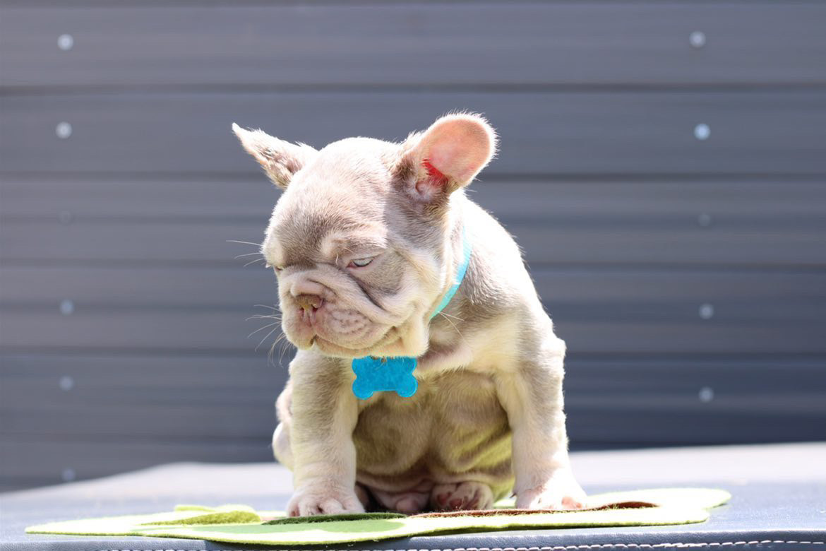 fawn Isabella carrier females, Master bulldog Frozen & Anna - 4