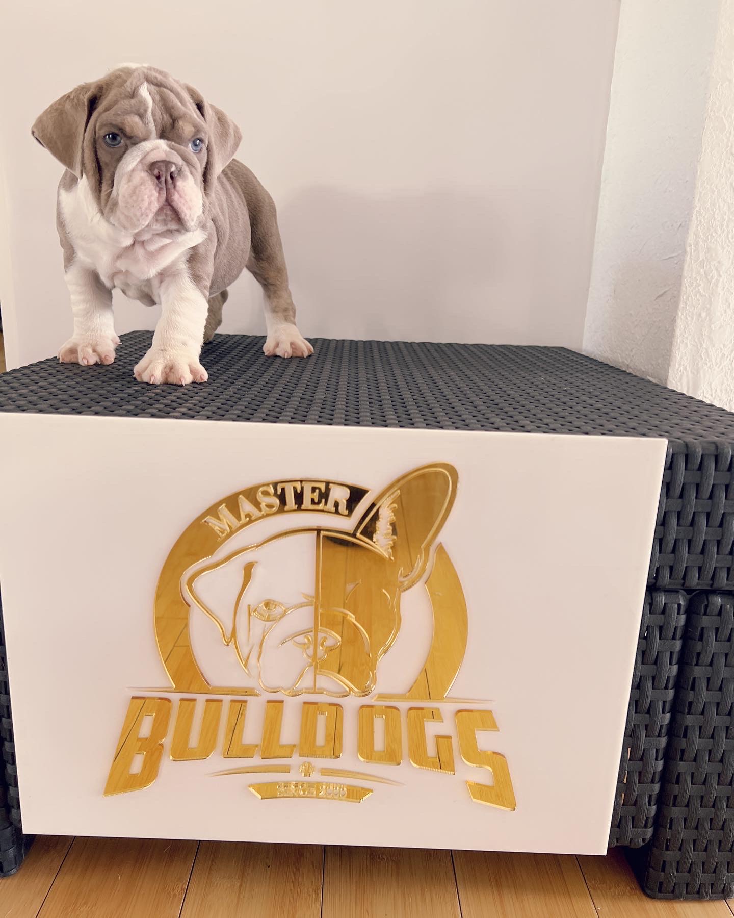 compact Isabella Merle and tan male fluffy carrier L4, Tyson - 2