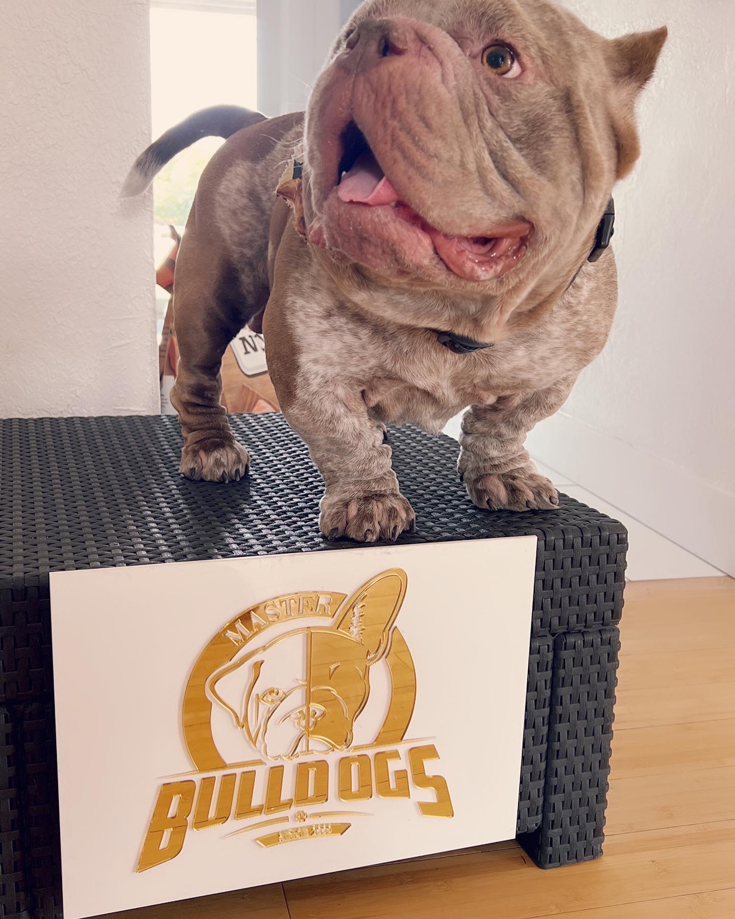 Frenchie male now master bulldogs Pepe - 7
