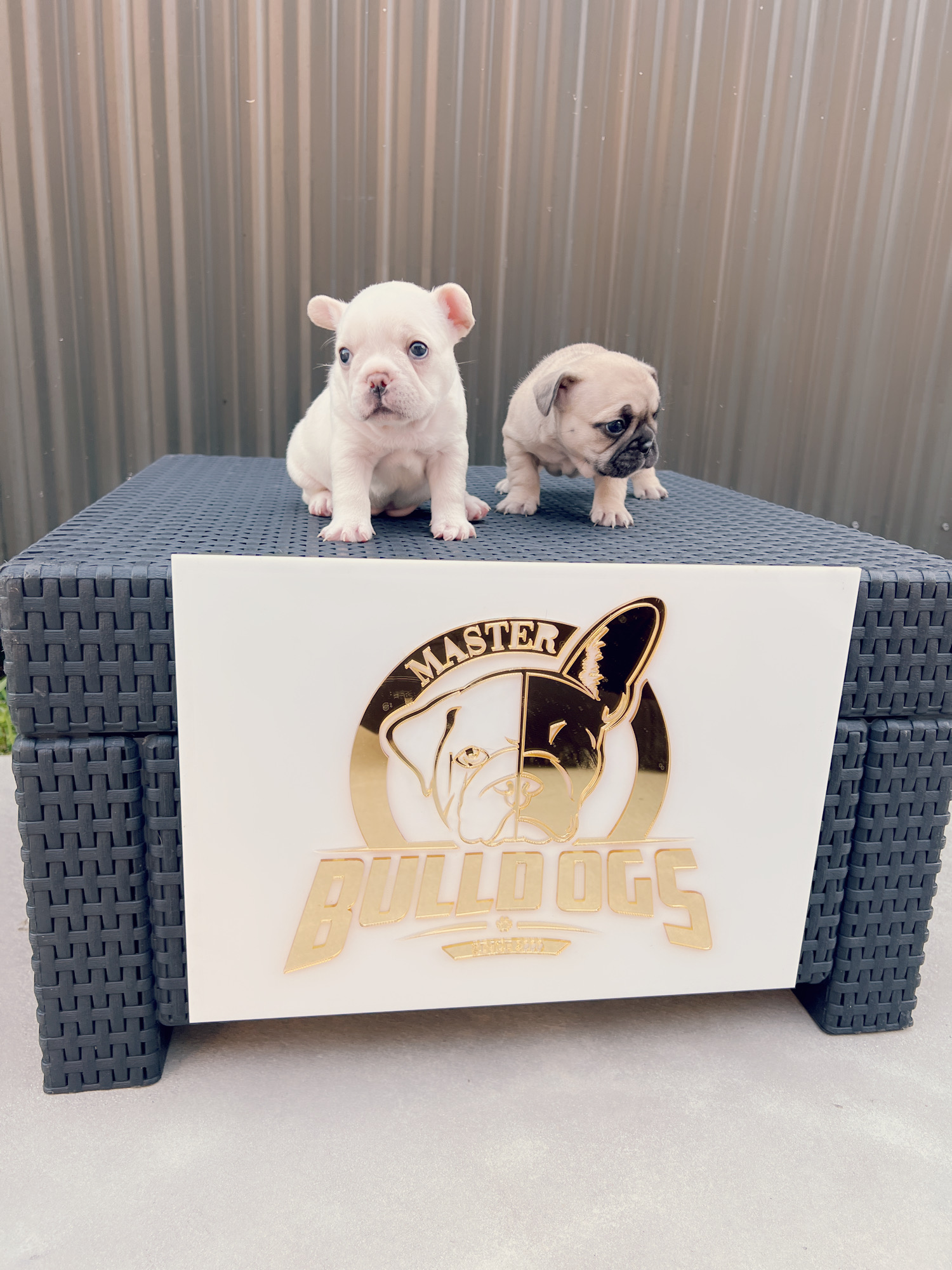 Beautiful french bulldog blue Isabella carrier male - 8