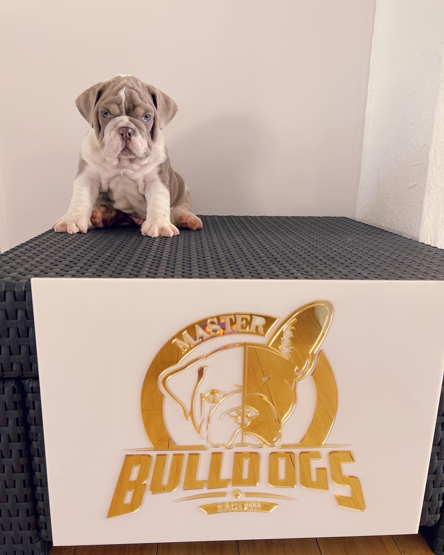 compact Isabella Merle and tan male fluffy carrier L4, Tyson