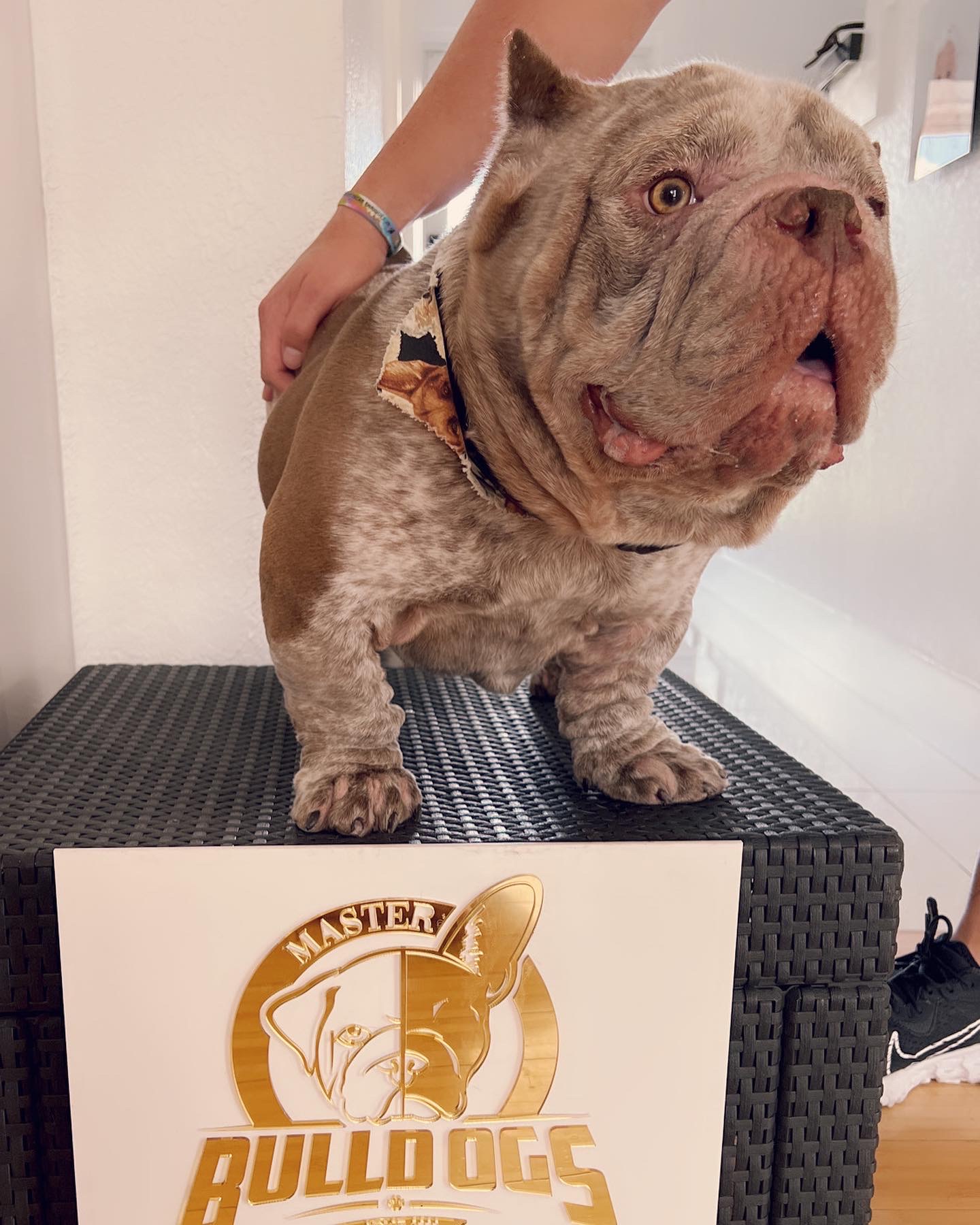 Frenchie male now master bulldogs Pepe - 4