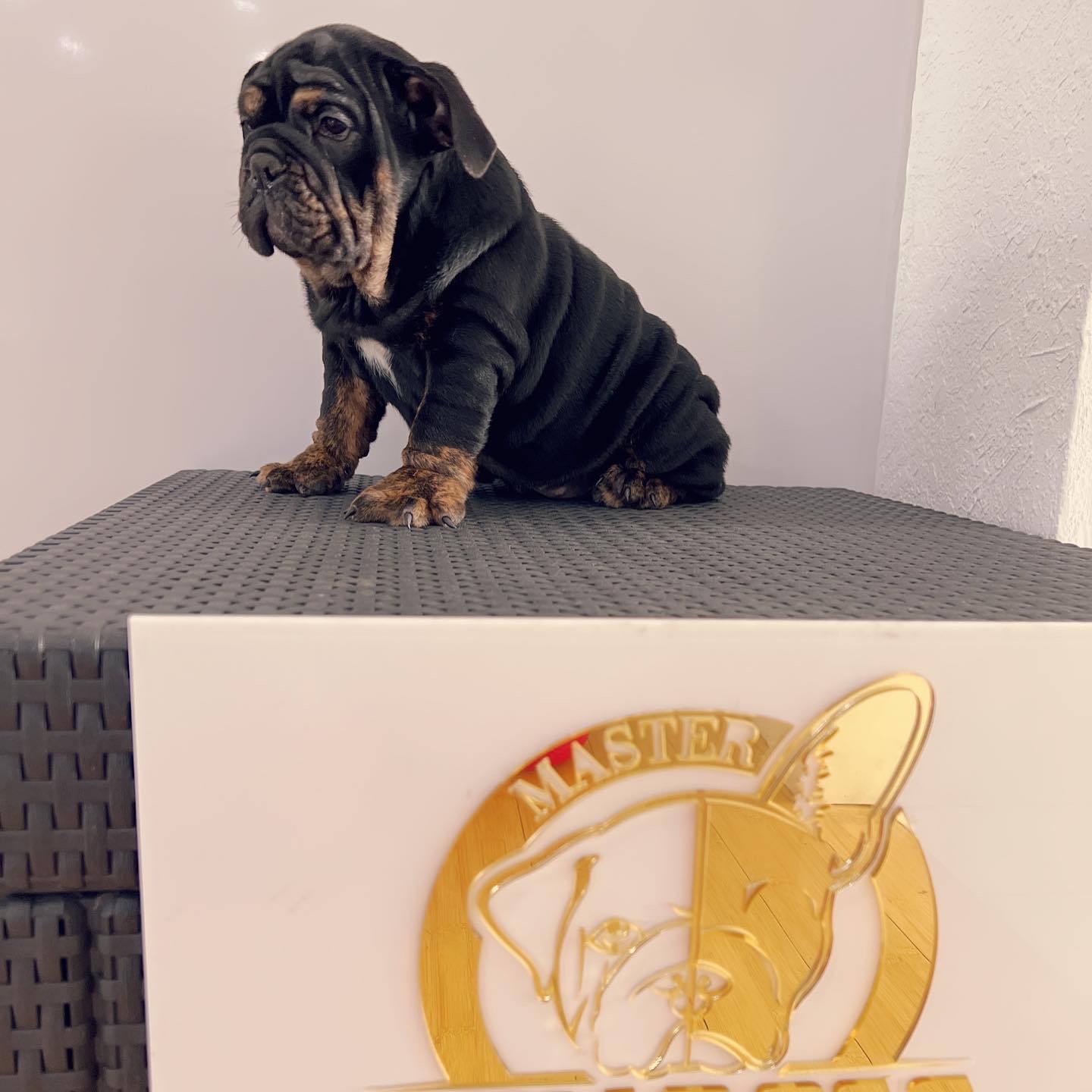 French Bulldog Blue Merle Isabella carrier male fluffy carrier L4, Master bulldog Carlitos. - 4