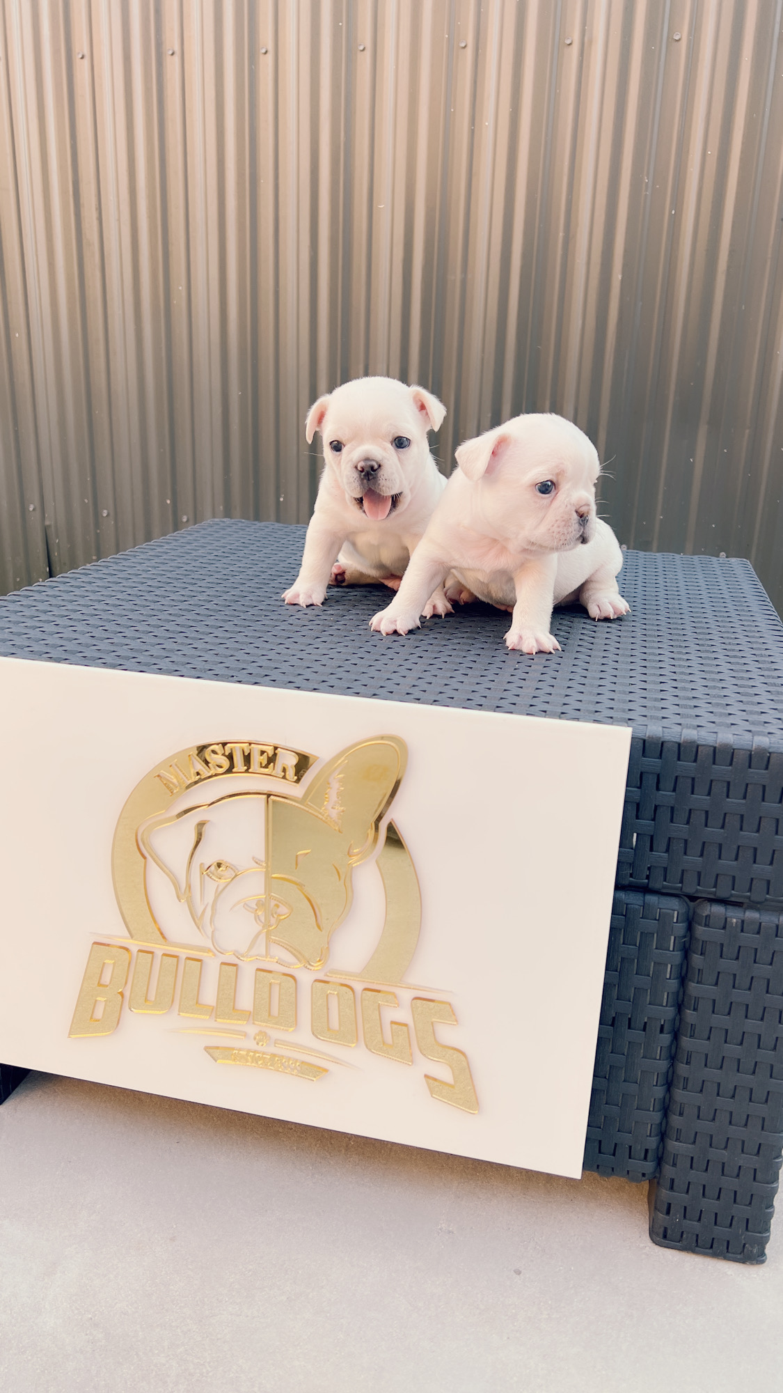 English bulldog Black tree and tan female, Avatar - 9