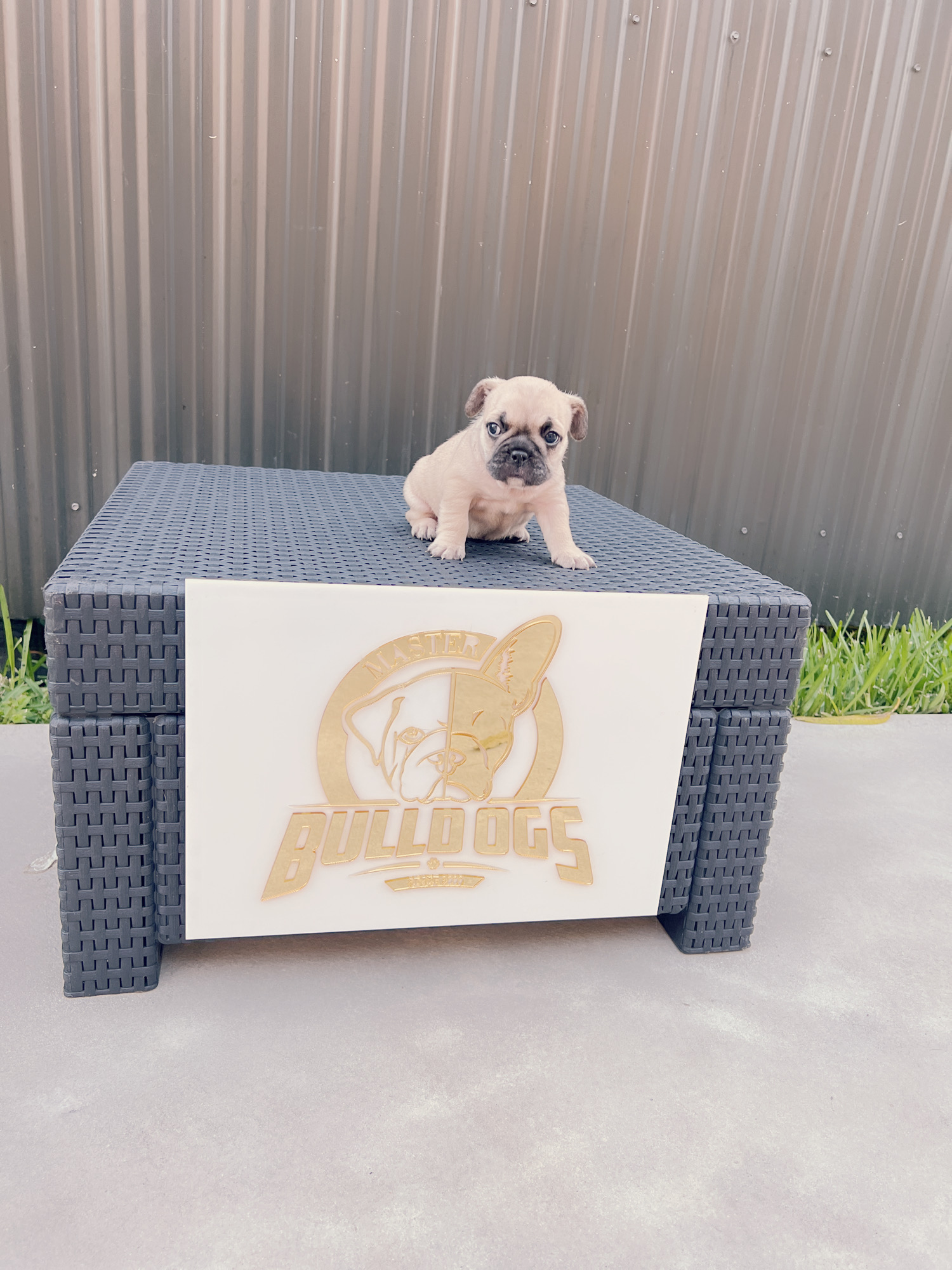 Beautiful french bulldog blue Isabella carrier male - 10