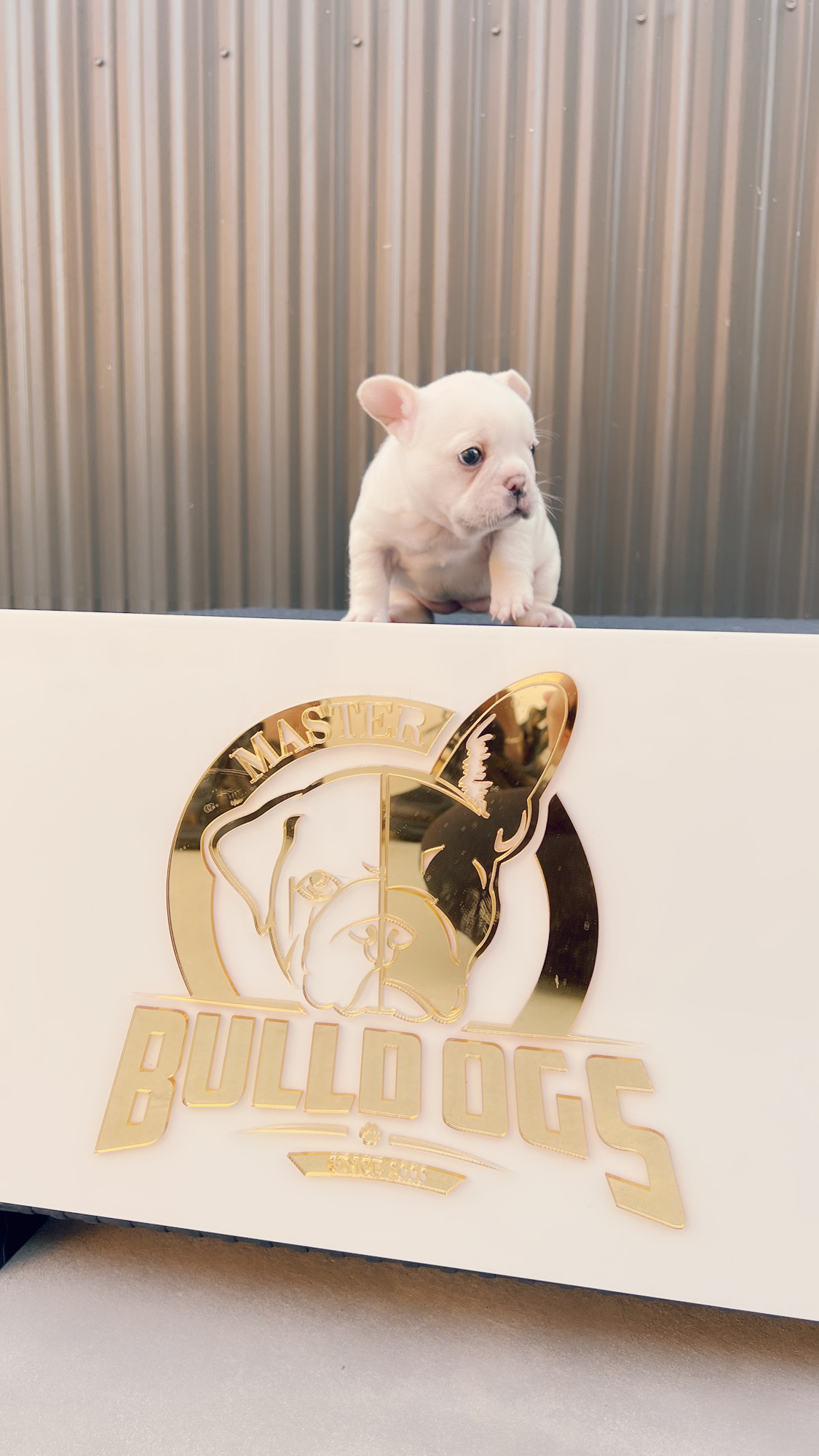 English bulldog Black tree and tan female, Avatar - 8