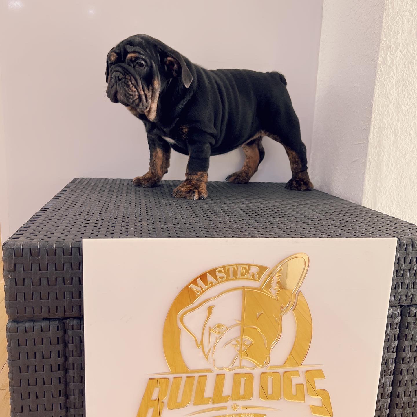 French Bulldog Blue Merle Isabella carrier male fluffy carrier L4, Master bulldog Carlitos. - 3