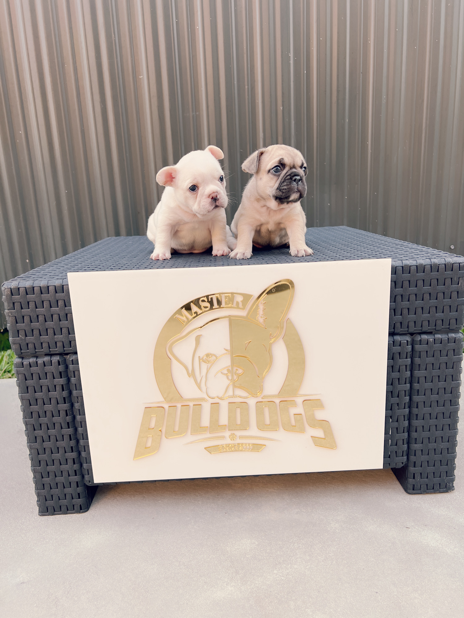 Beautiful french bulldog blue Isabella carrier male