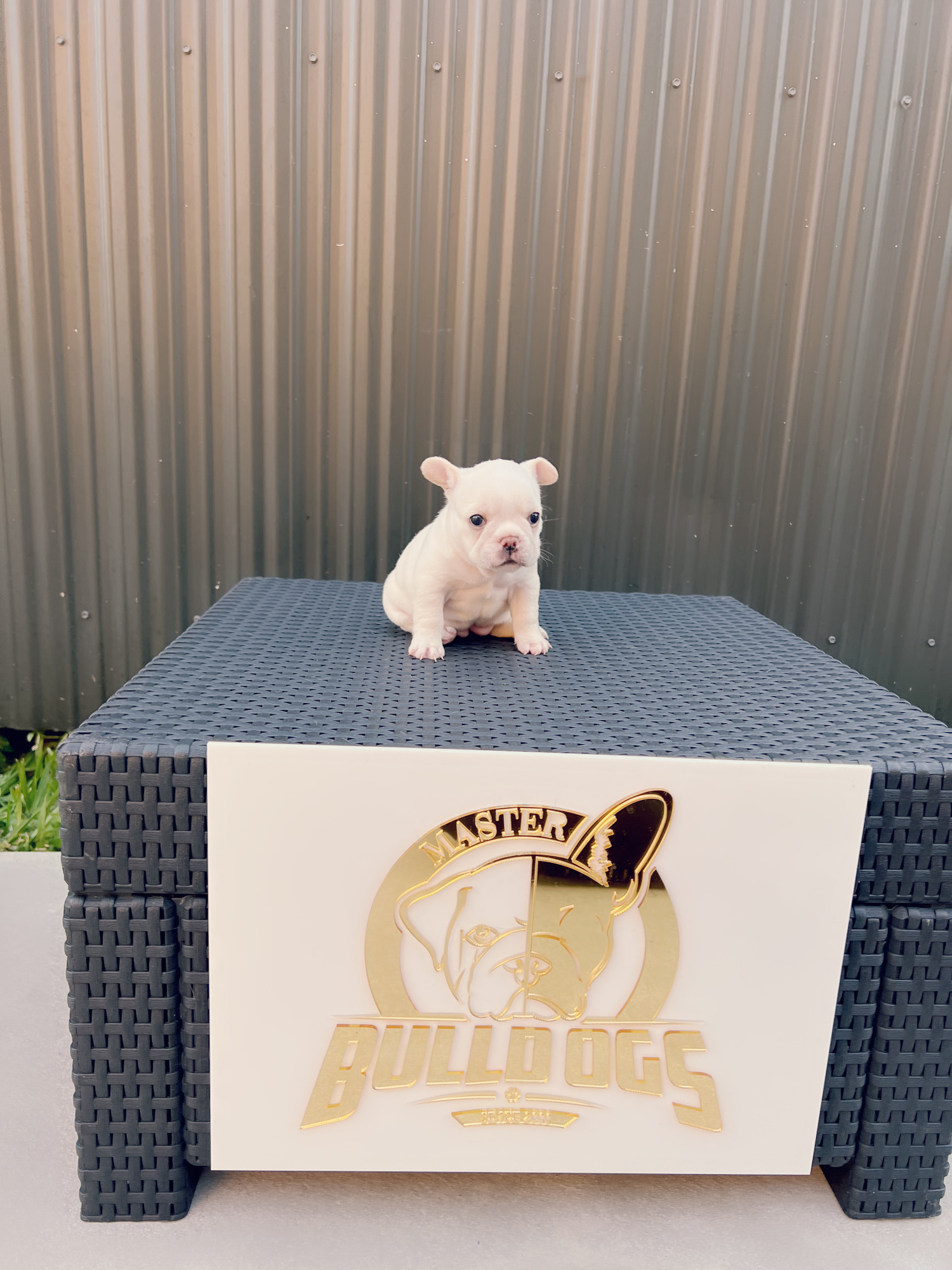 Beautiful french bulldog blue Isabella carrier male - 4