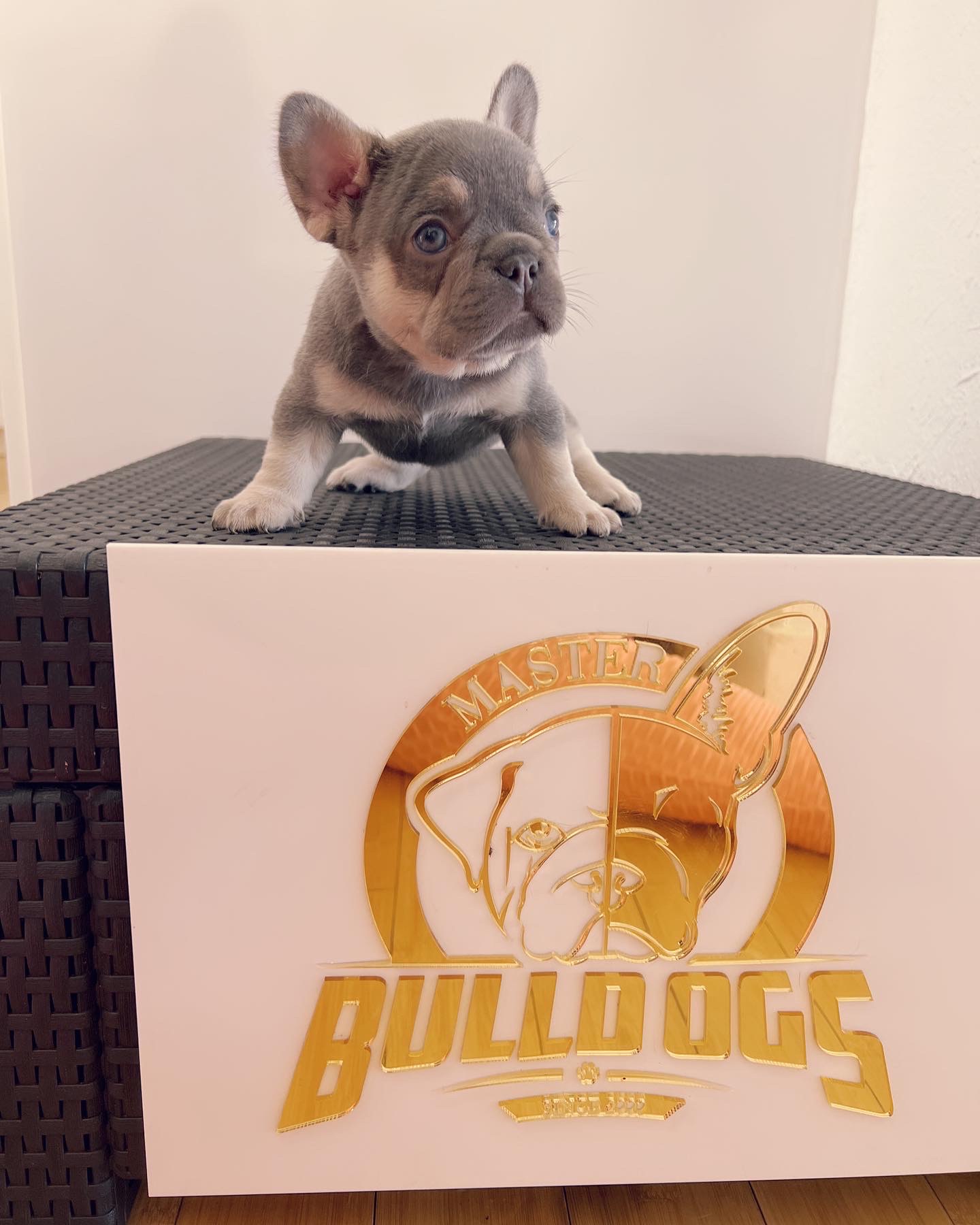 Micro bully stud service Zeus