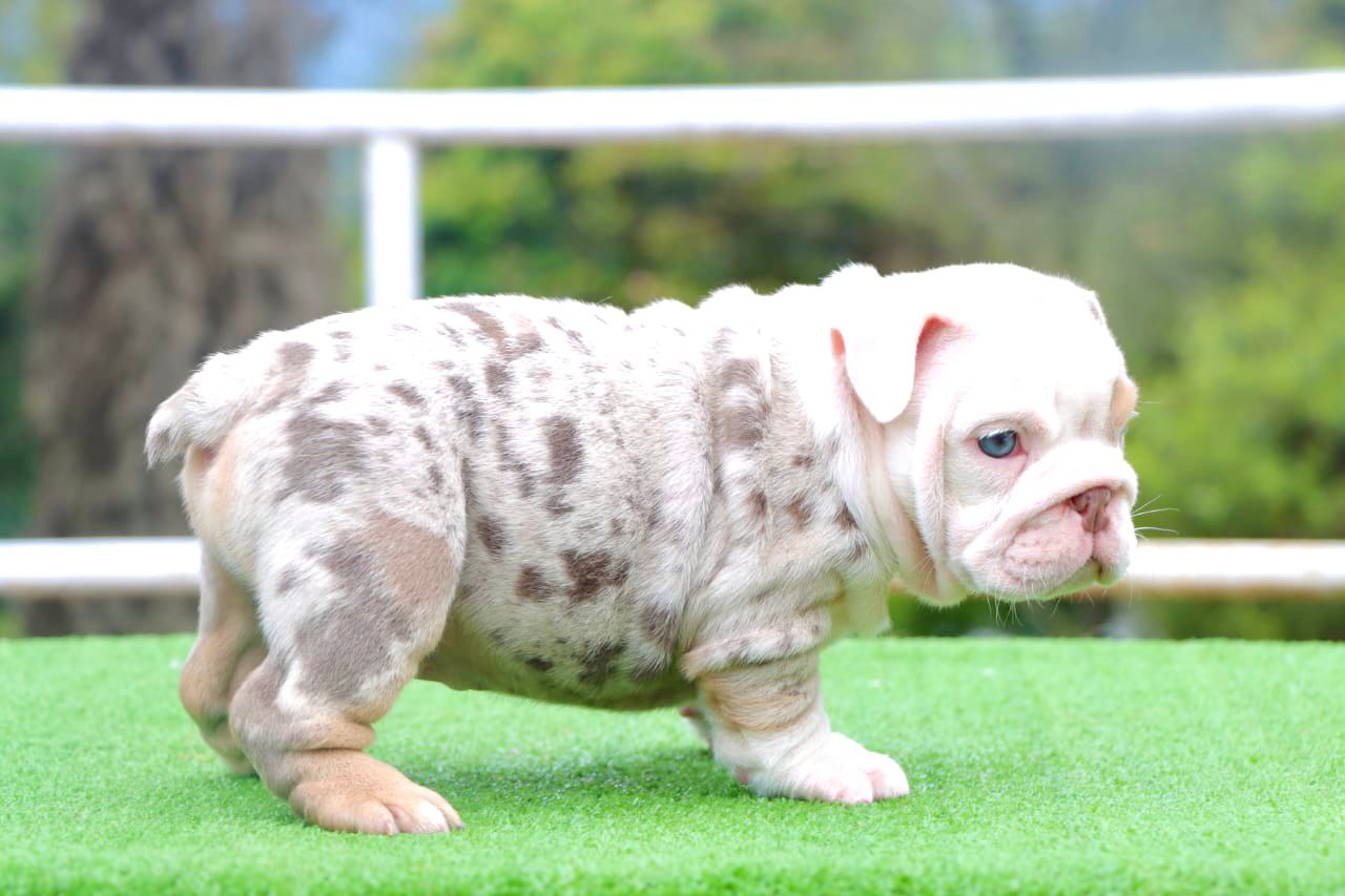 Beautiful Isabella New Shade L4 carrier miami Baby Yoda - 4