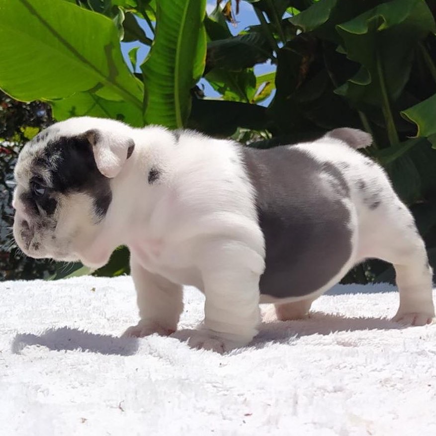 Beautiful French bulldog platinum visible fluffy isabella carrier, master Bulldogs Griselda Blanco - 3