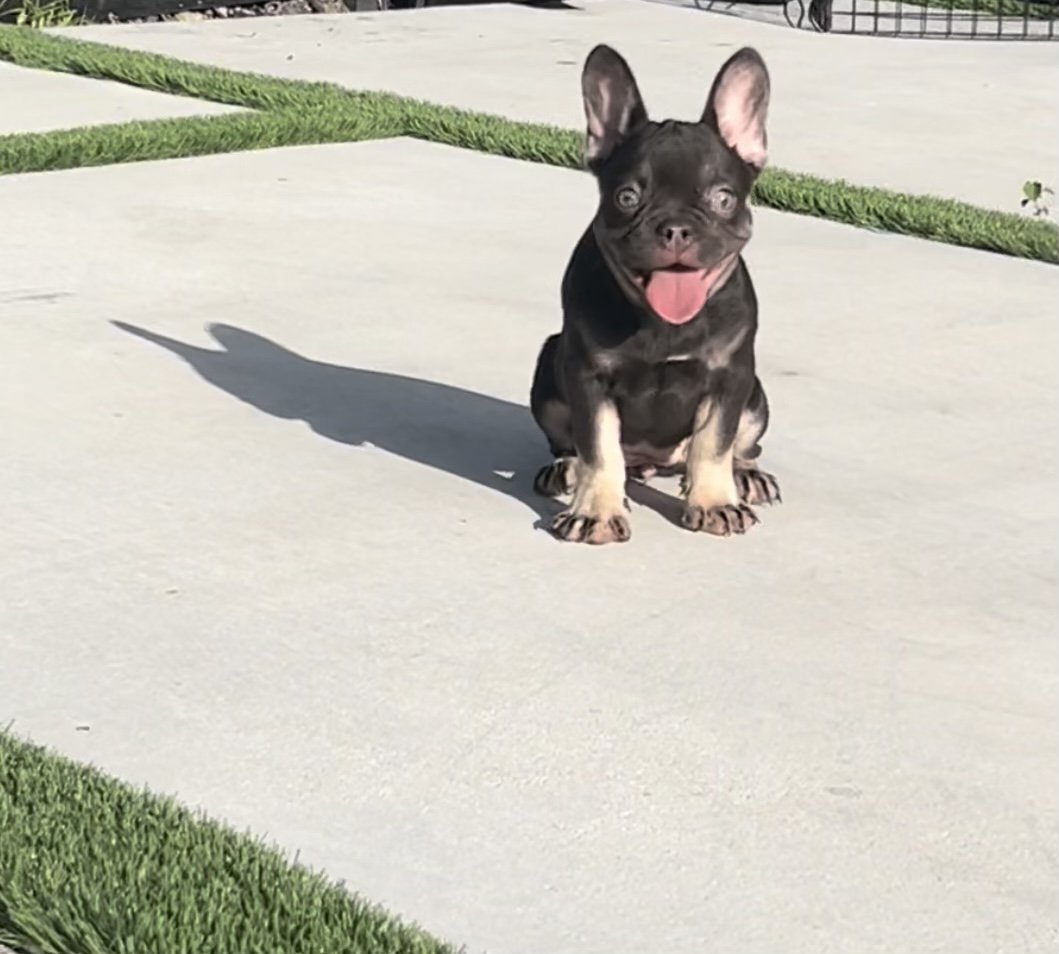 French bulldog platinum fluffy female Tiffany