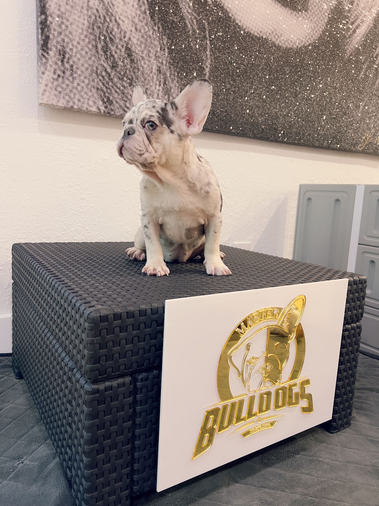 English bulldog lilac Merle and tan female Kelly. - 3