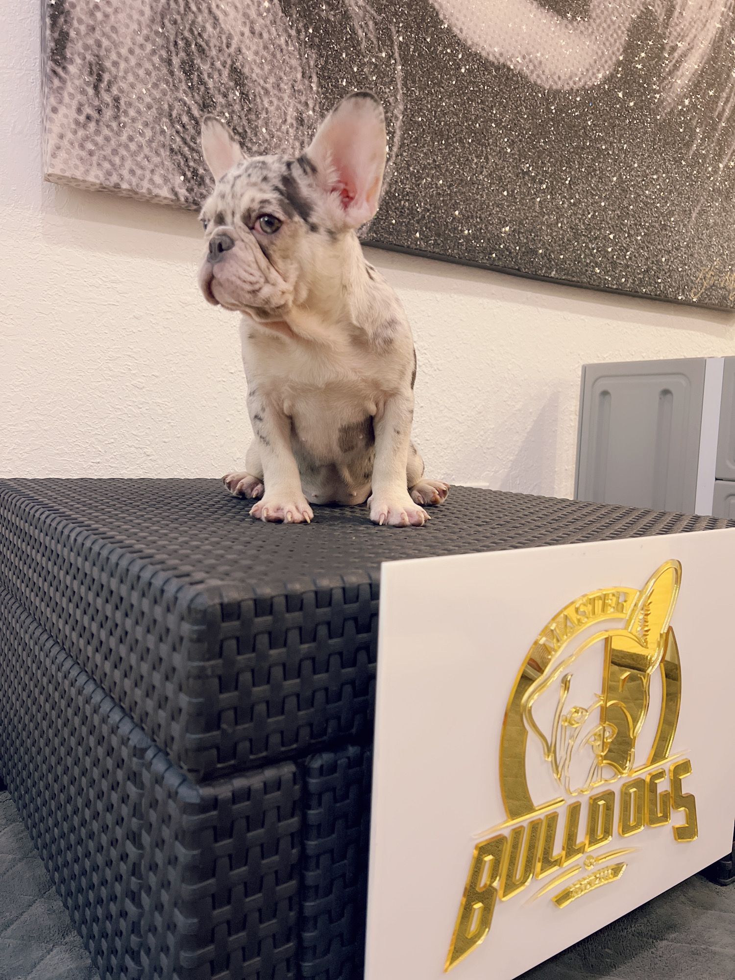 English bulldog lilac Merle and tan female Kelly. - 2