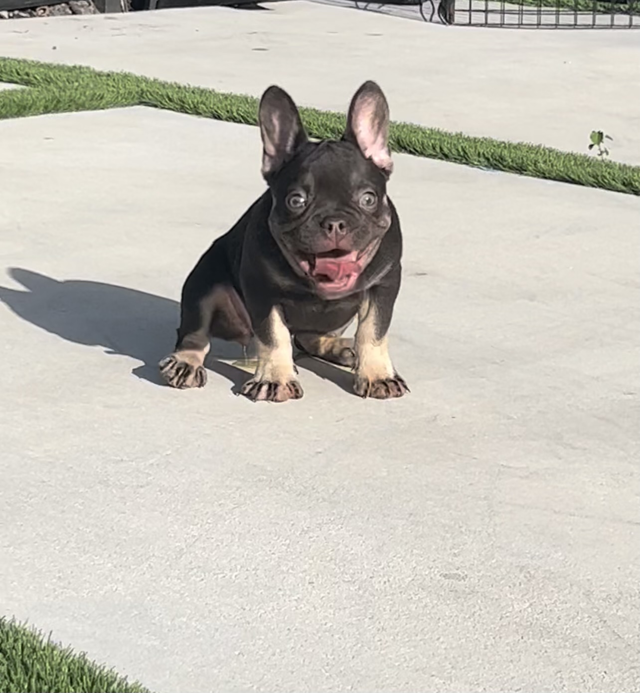 French bulldog platinum fluffy female Tiffany - 2