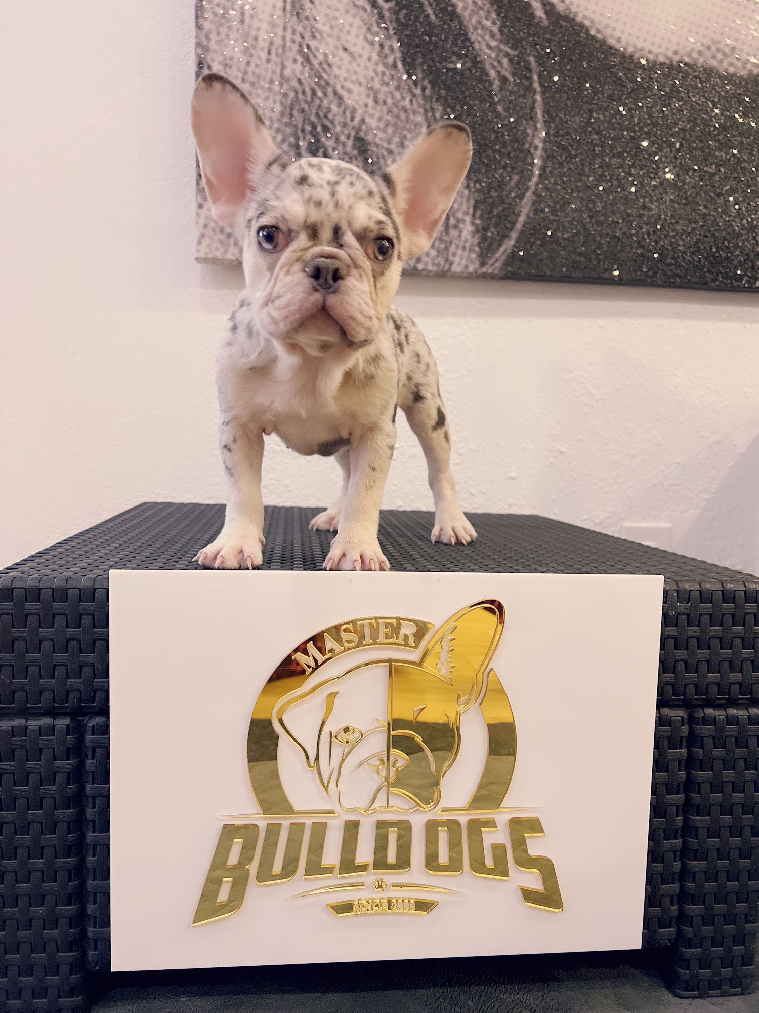 English bulldog lilac Merle and tan female Kelly.