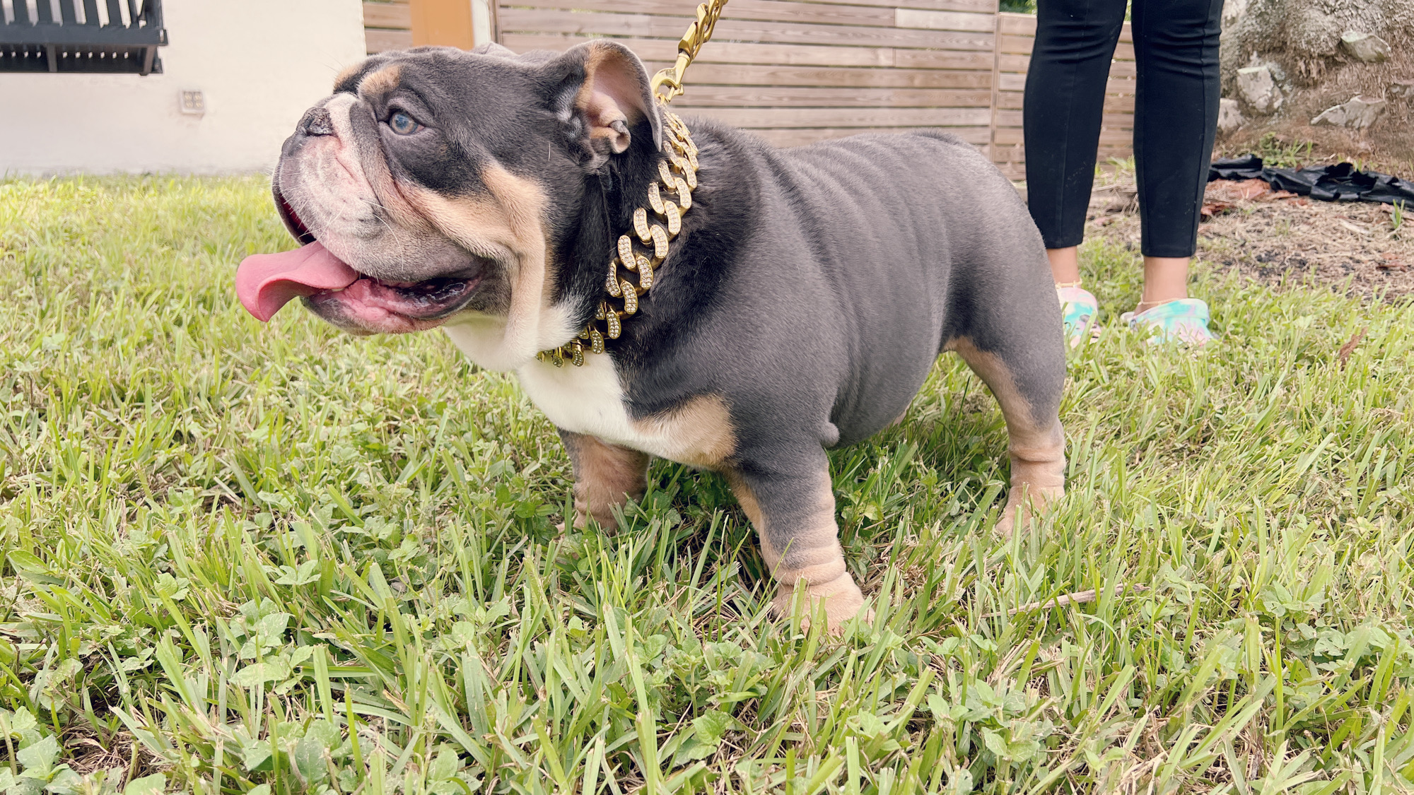 French Bulldog lilac pied male Bulgari