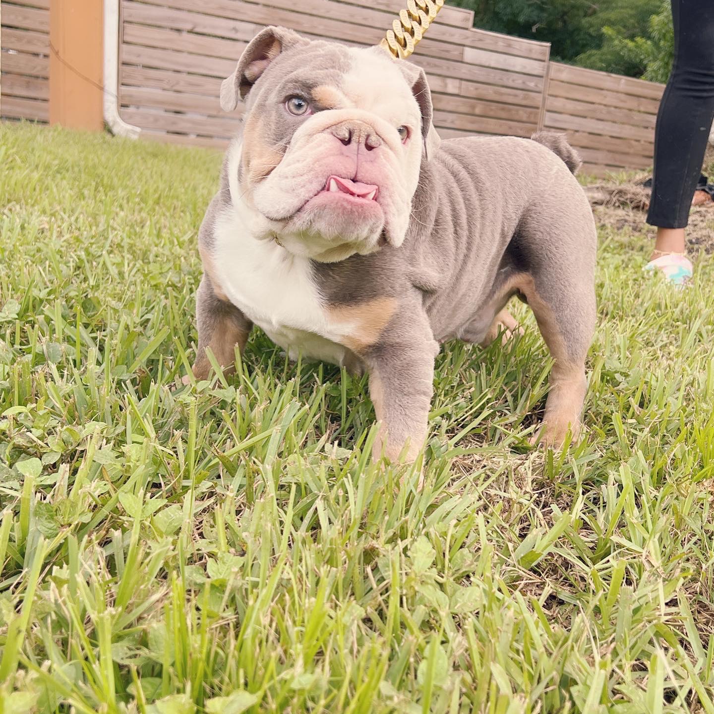 Pets Hotel / Overnight Services​ - 4