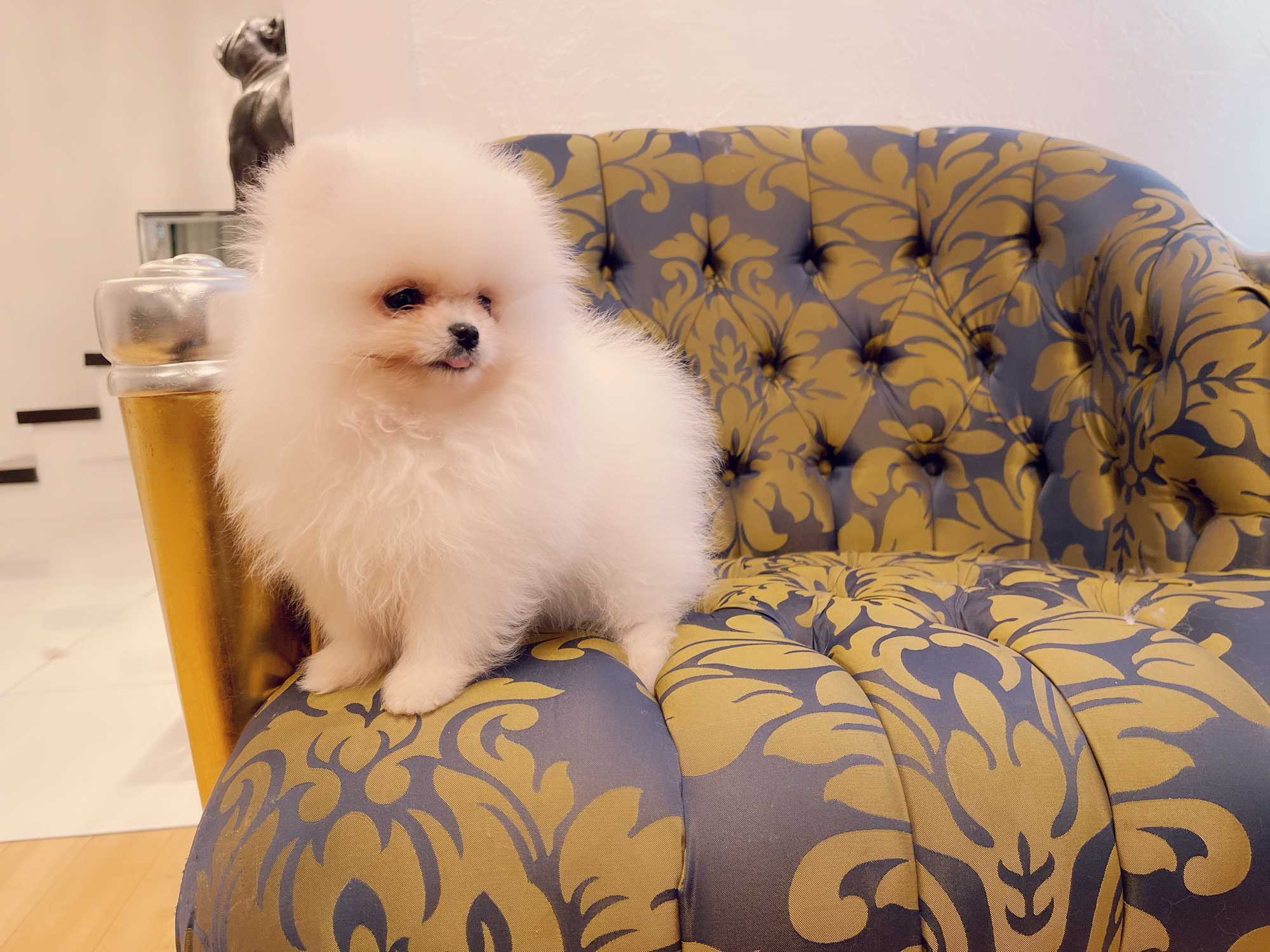 Escobar (English bulldog Stud service). - 3