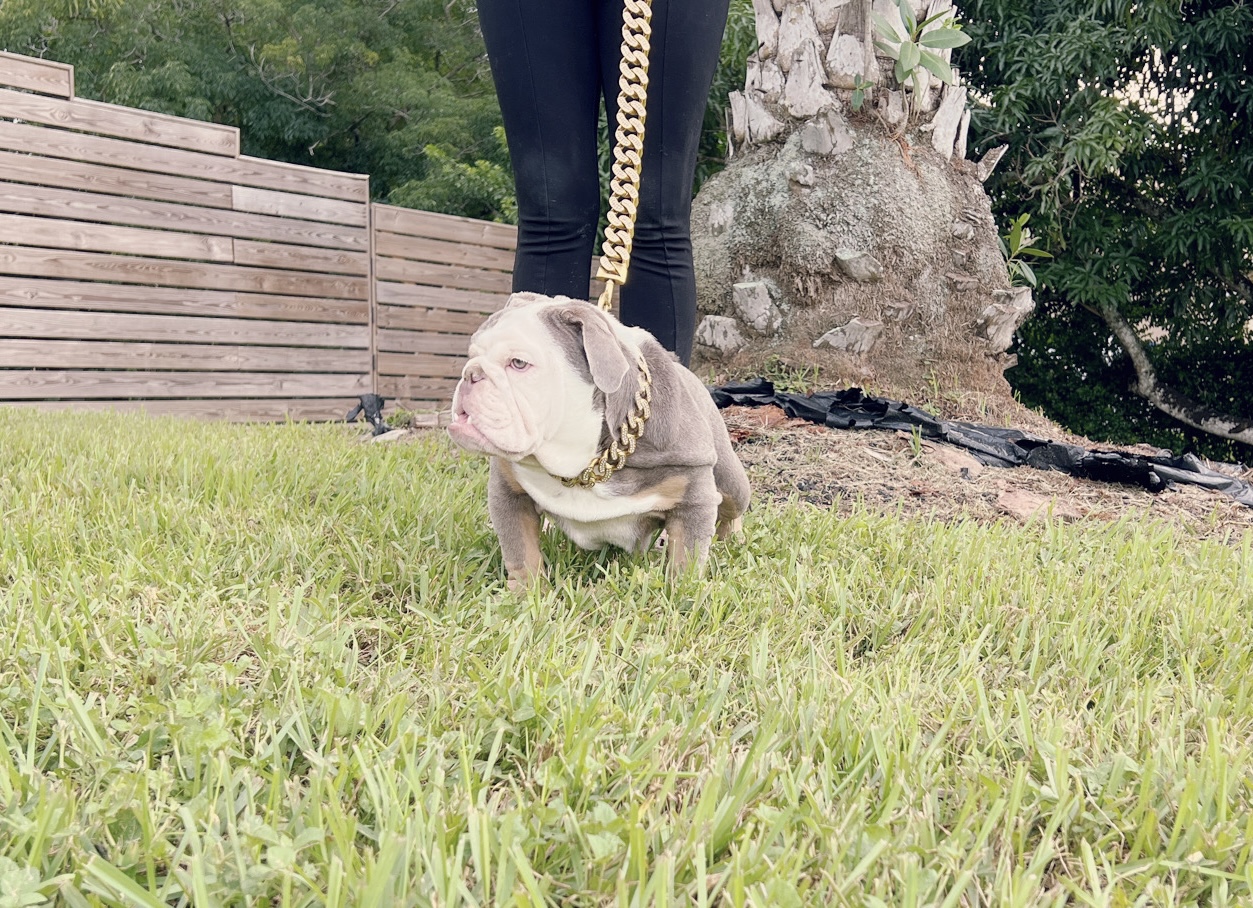 Pets Hotel / Overnight Services​ - 13