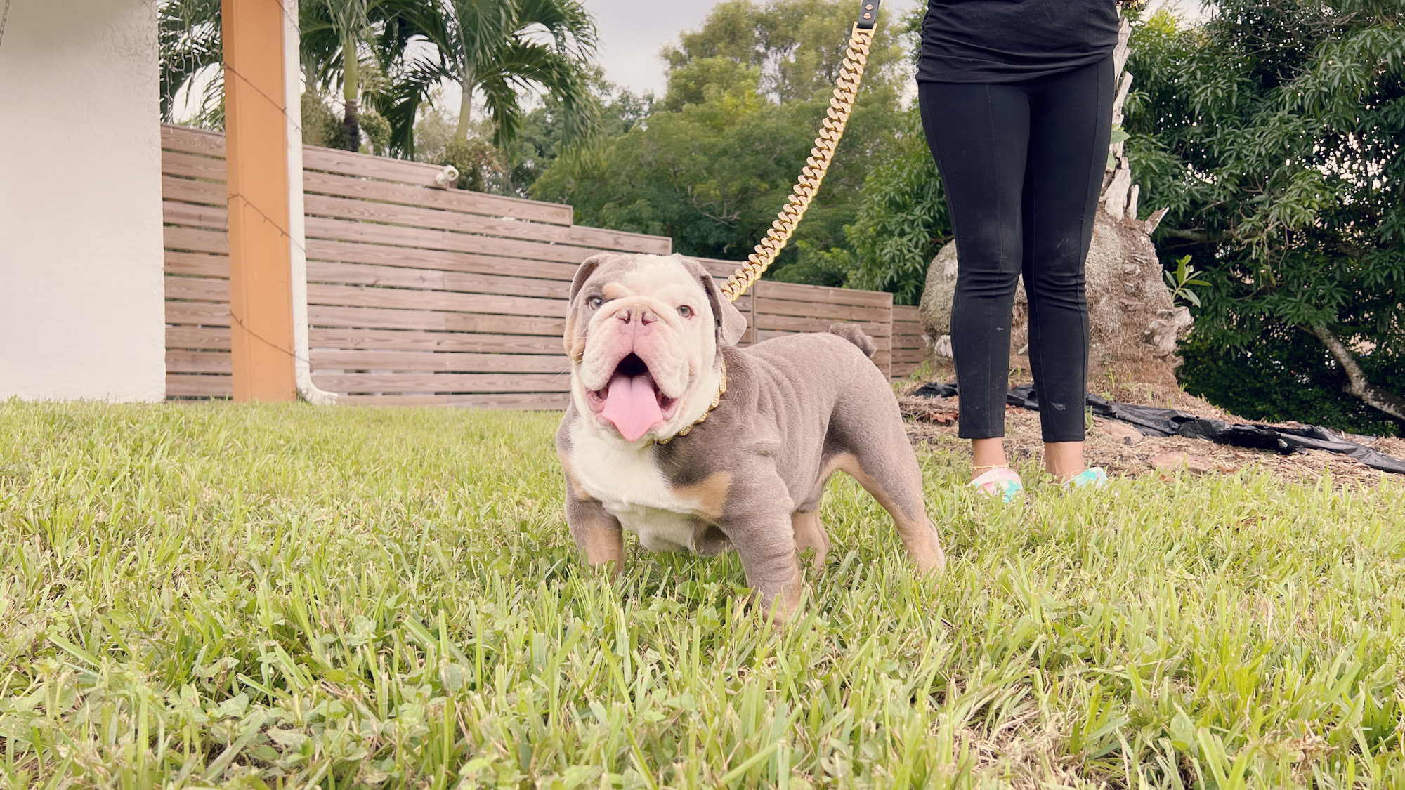 Pets Hotel / Overnight Services​ - 8