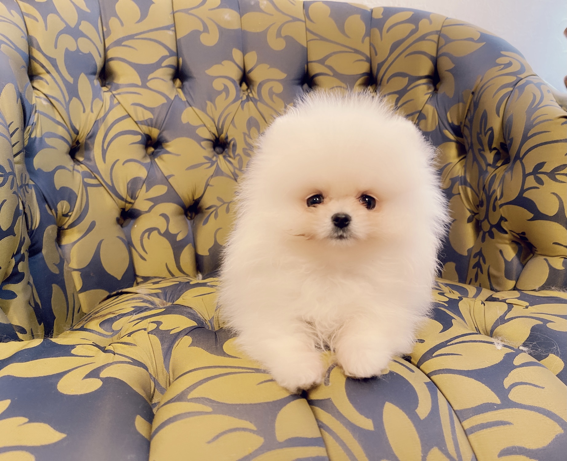 Escobar (English bulldog Stud service).