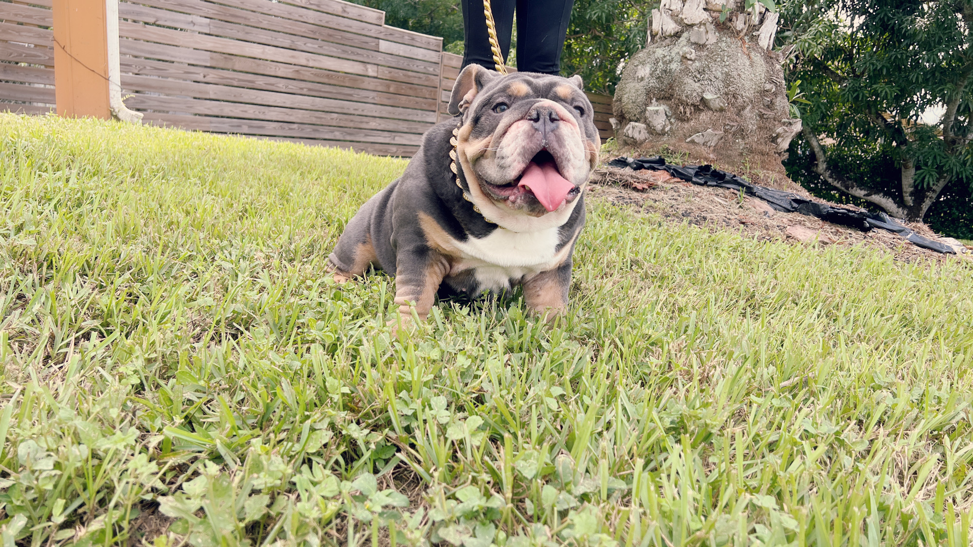 French Bulldog lilac pied male Bulgari - 2