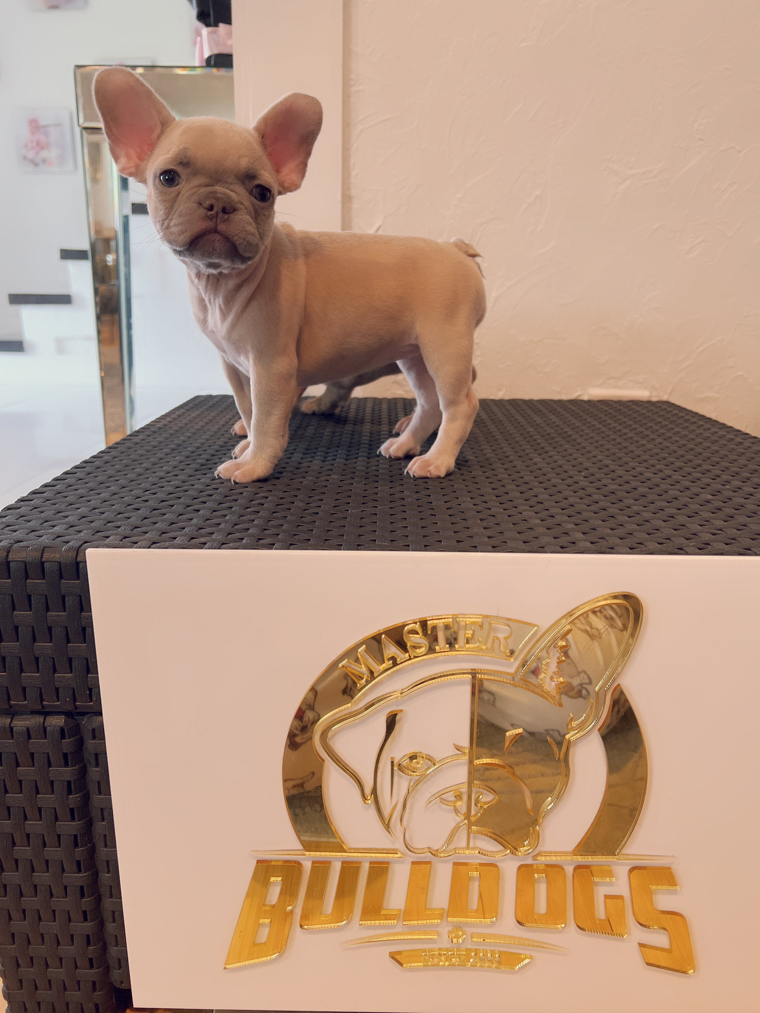 Pomeranian teacup teddy bear face (female) master bulldogs TITI - 5