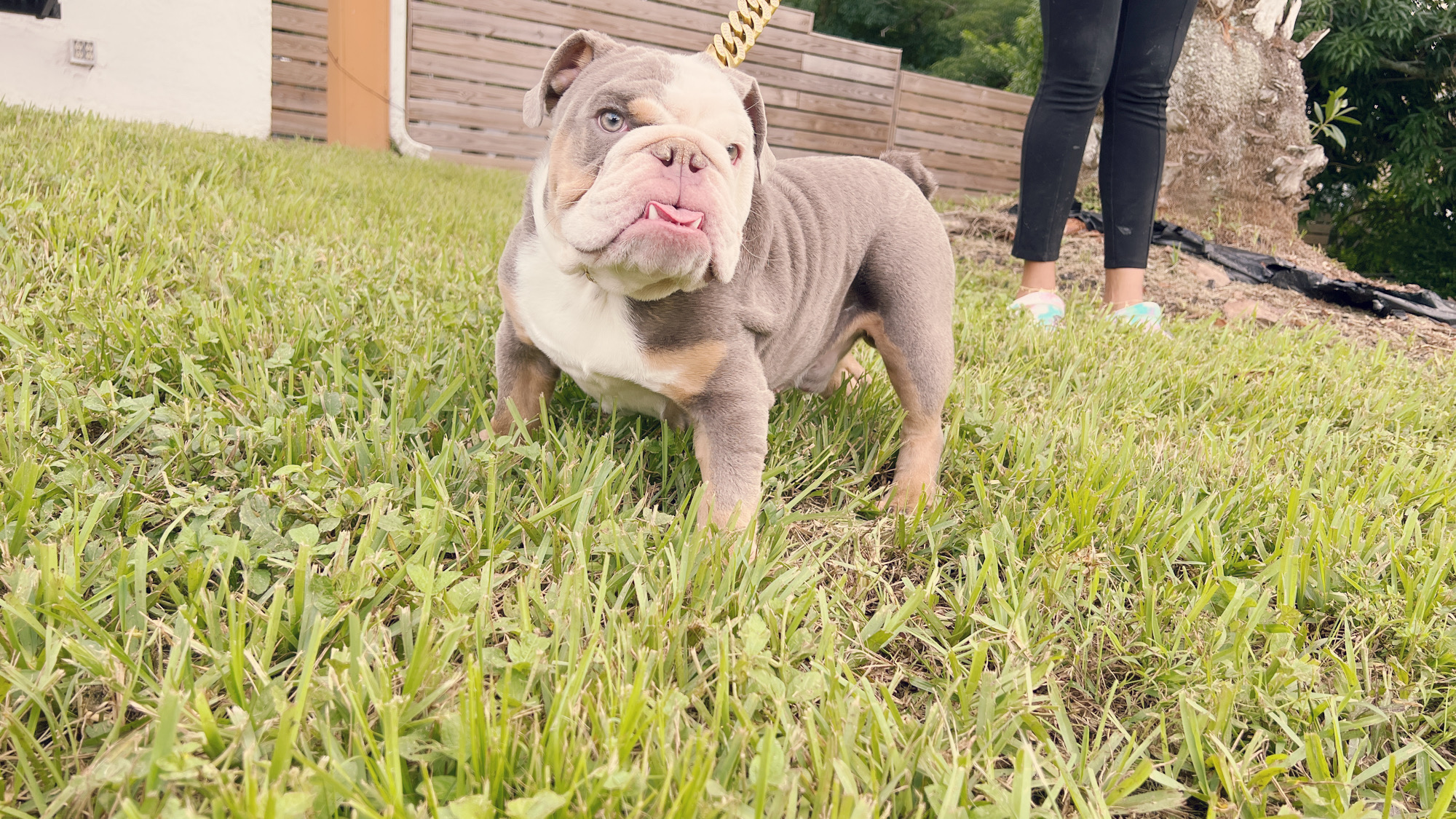 Pets Hotel / Overnight Services​ - 11