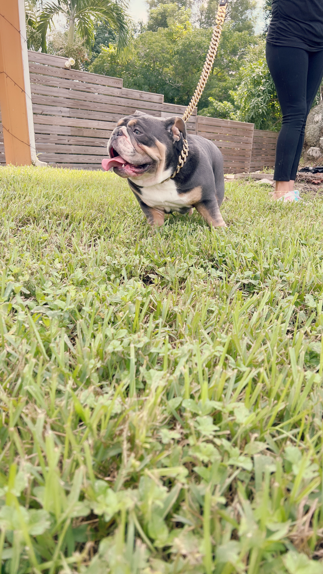 Veterinary Services - 3