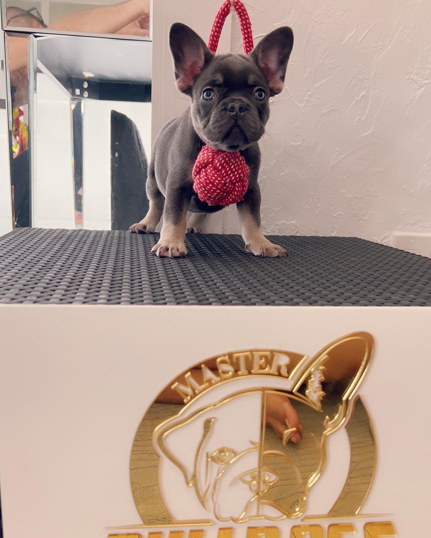 French Bulldog choco merle and tan female Oreo - 4