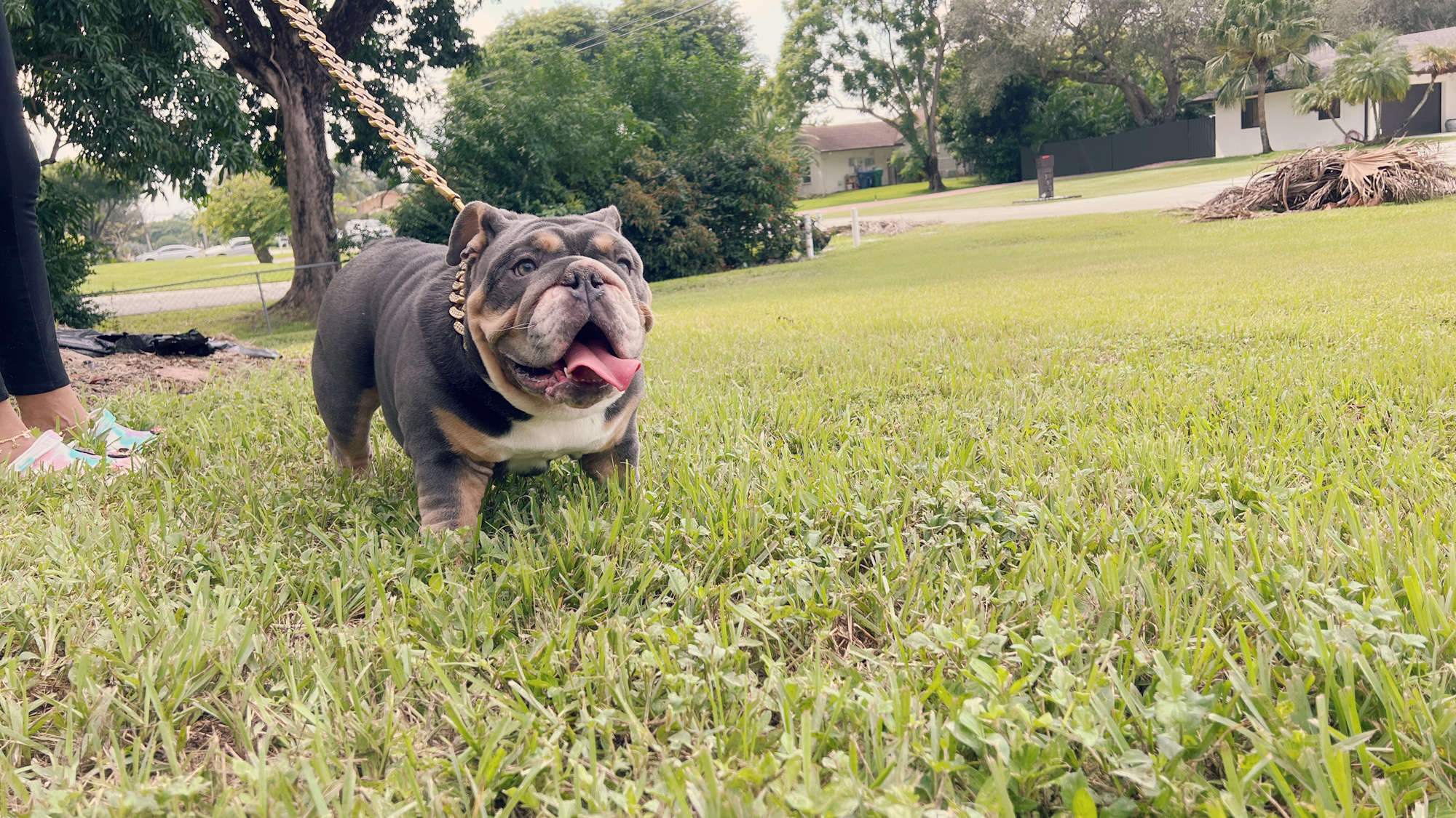 Veterinary Services - 9