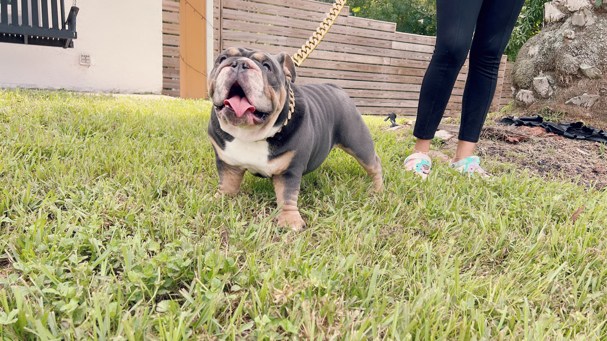 French Bulldog lilac pied male Bulgari - 5