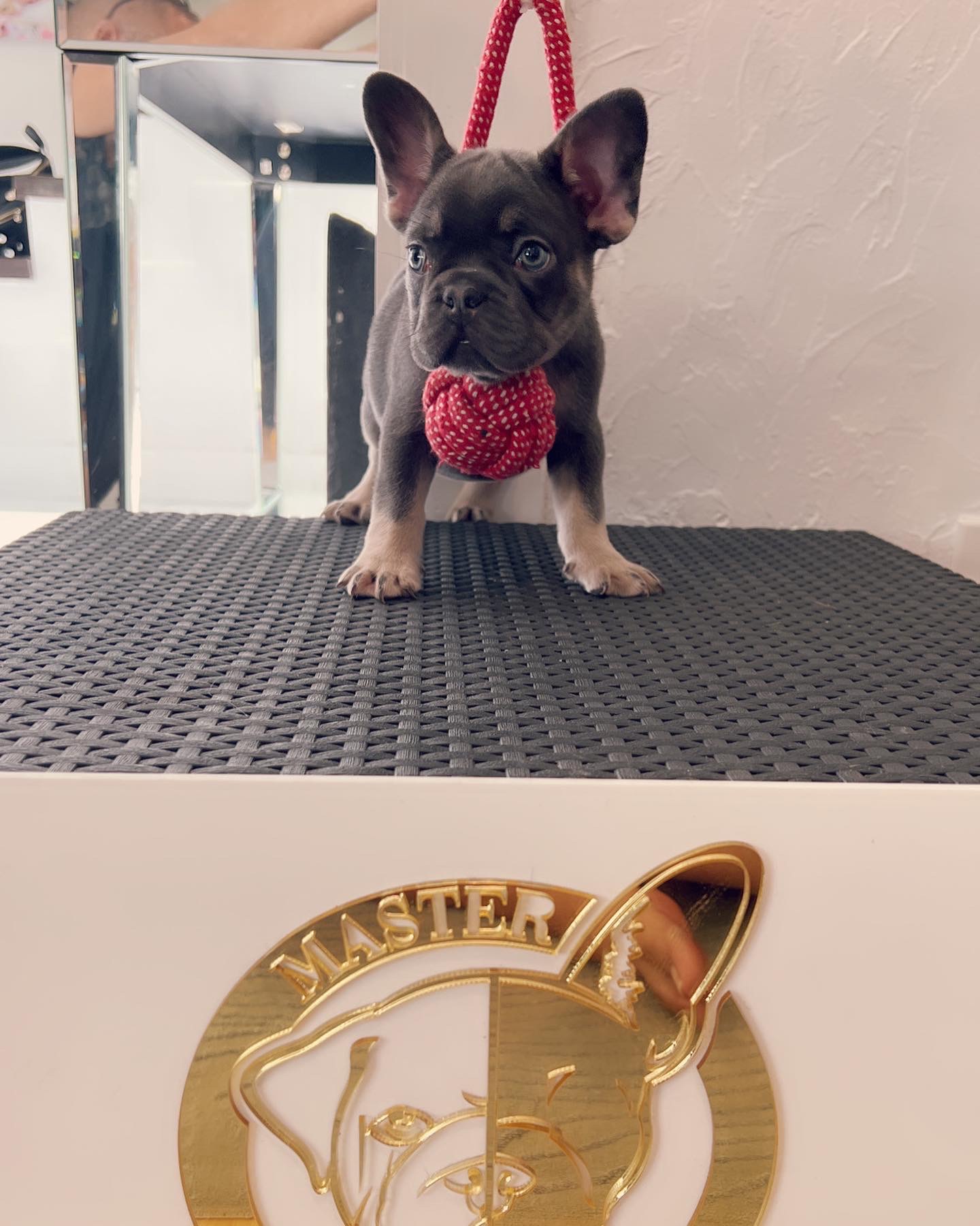 French Bulldog choco merle and tan female Oreo - 3