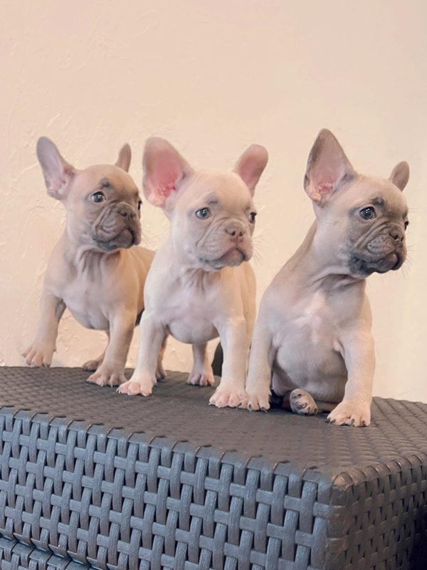 Pomeranian teacup teddy bear face (female) master bulldogs TITI