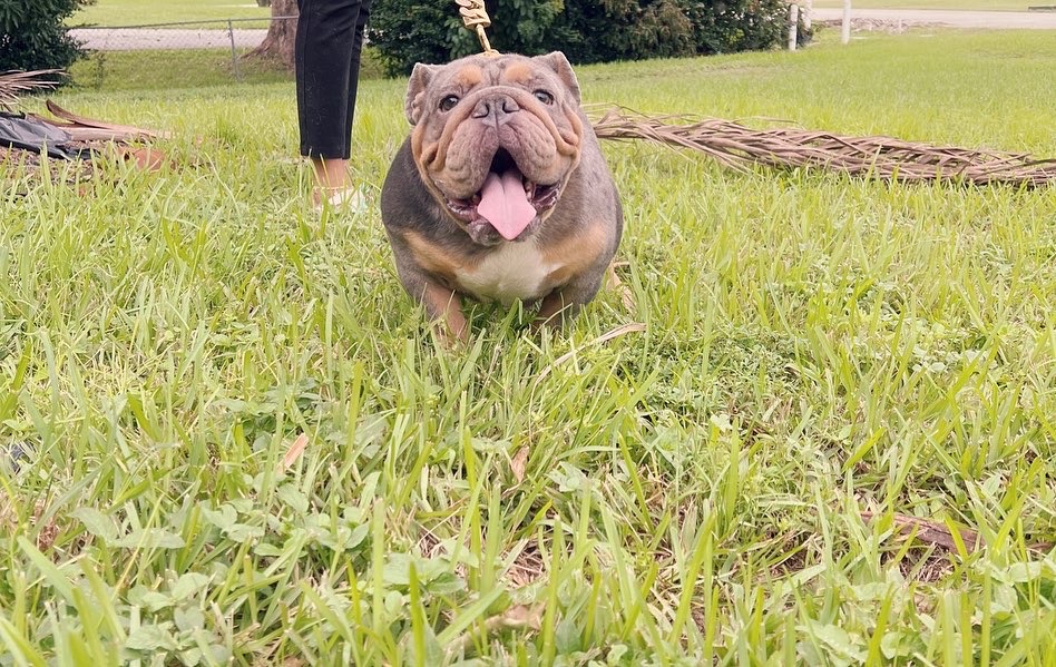 English bulldog Blue Merle And tan Male Tylor - 23