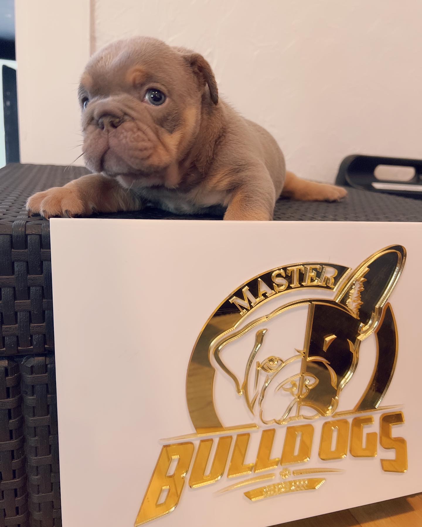 Available Puppies - 10