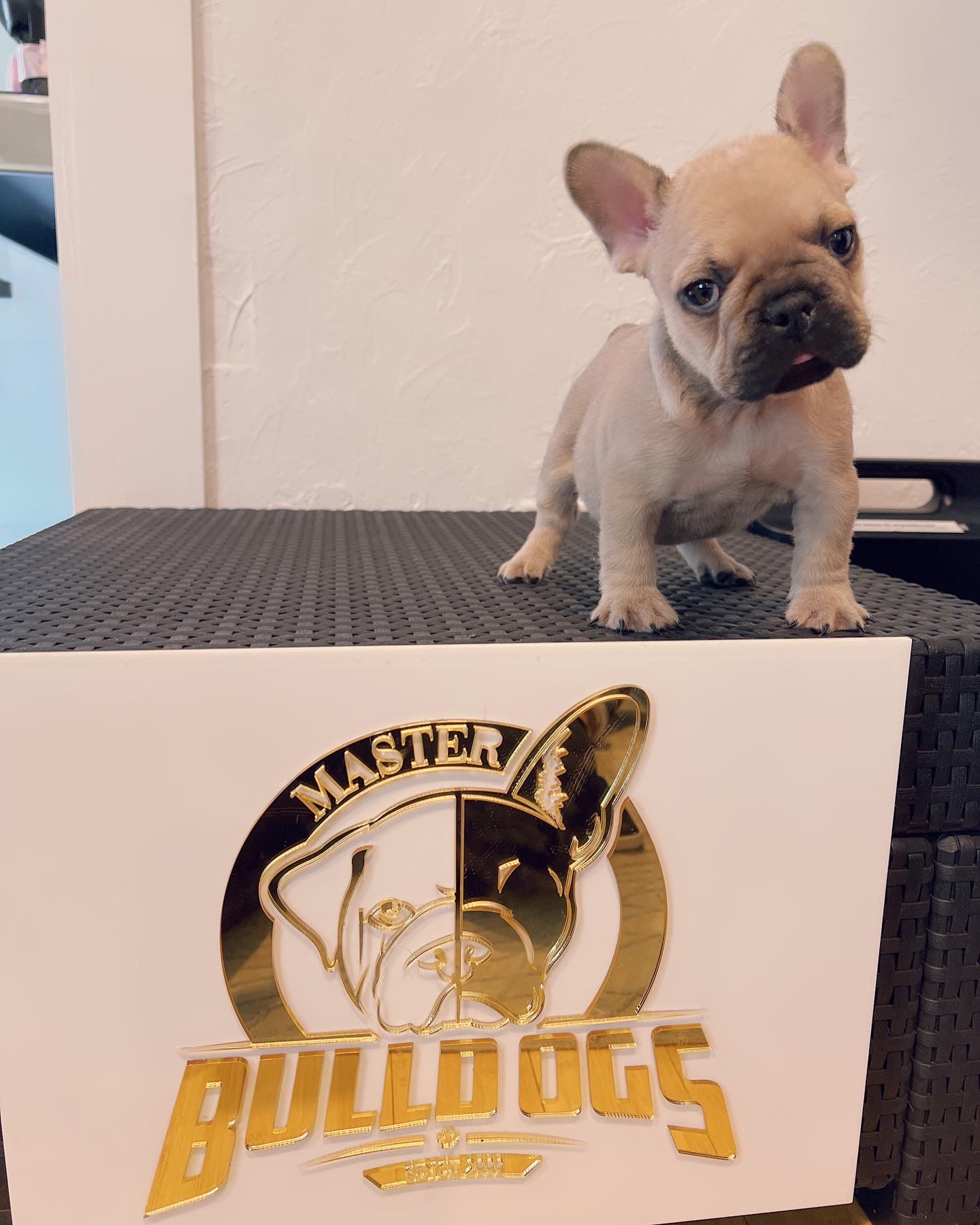 French bulldog lilac Merle female Anita - 8