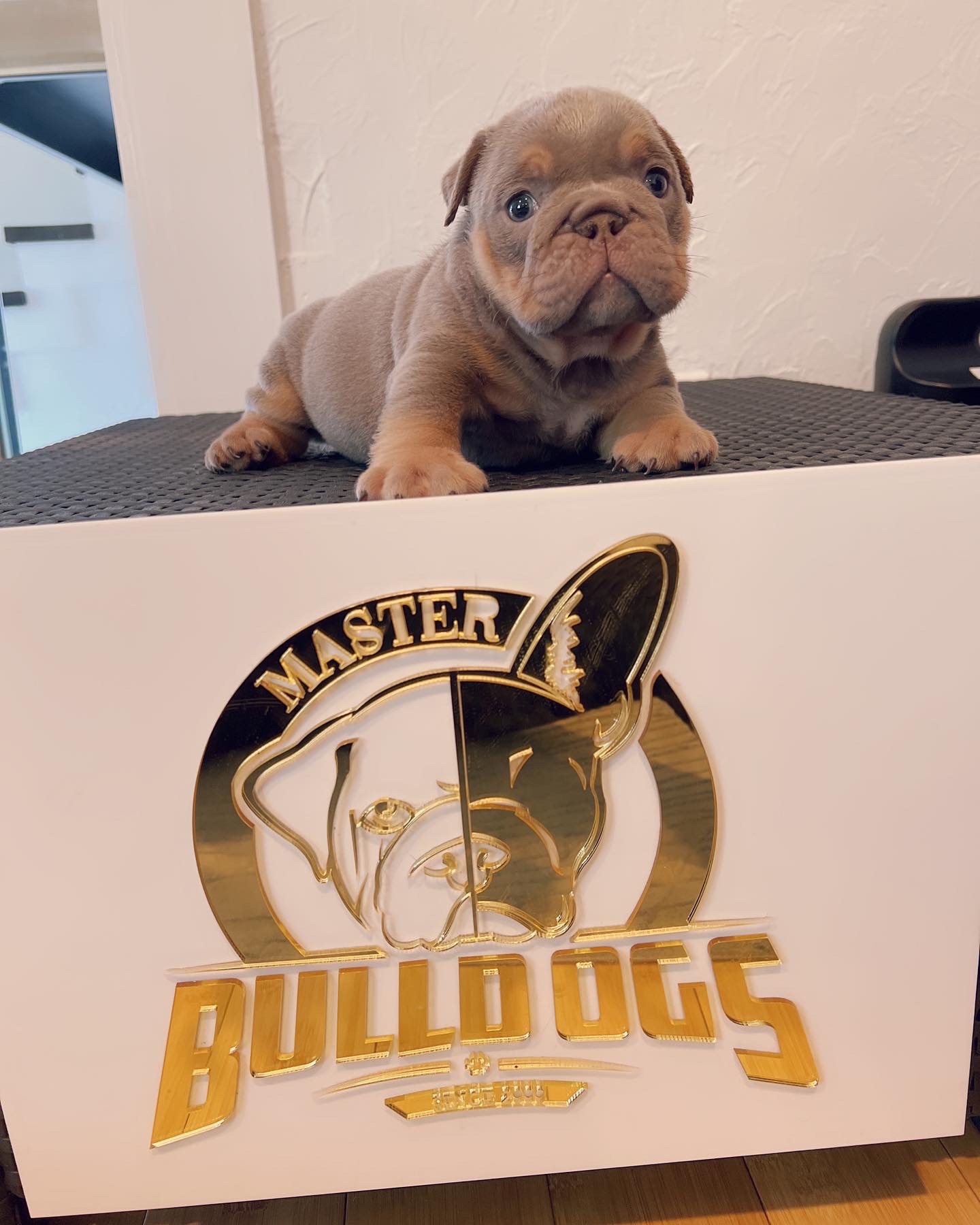 Available Puppies - 3